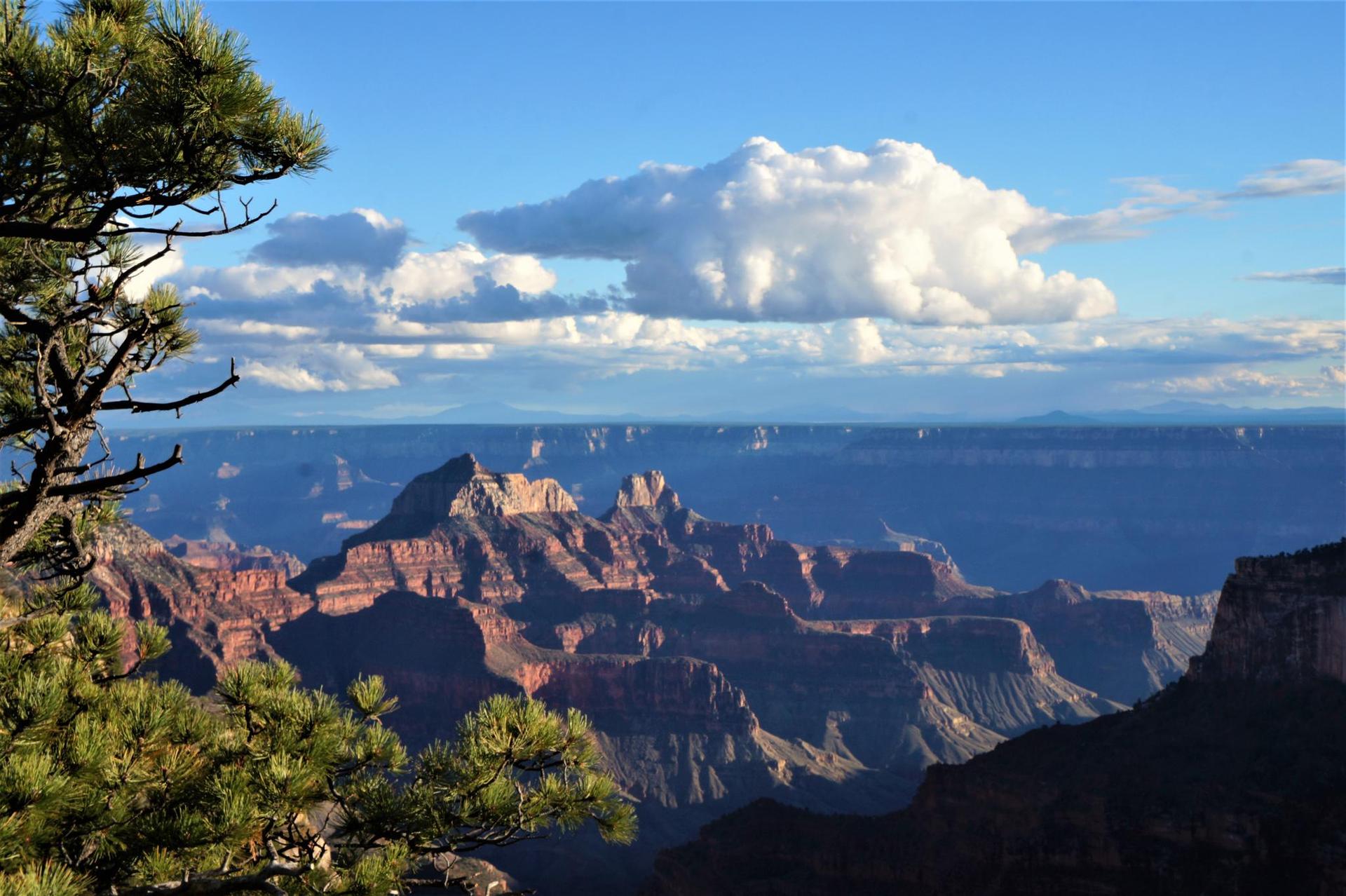 Panoramic canyon view with dramatic clouds and a pine tree in foreground.