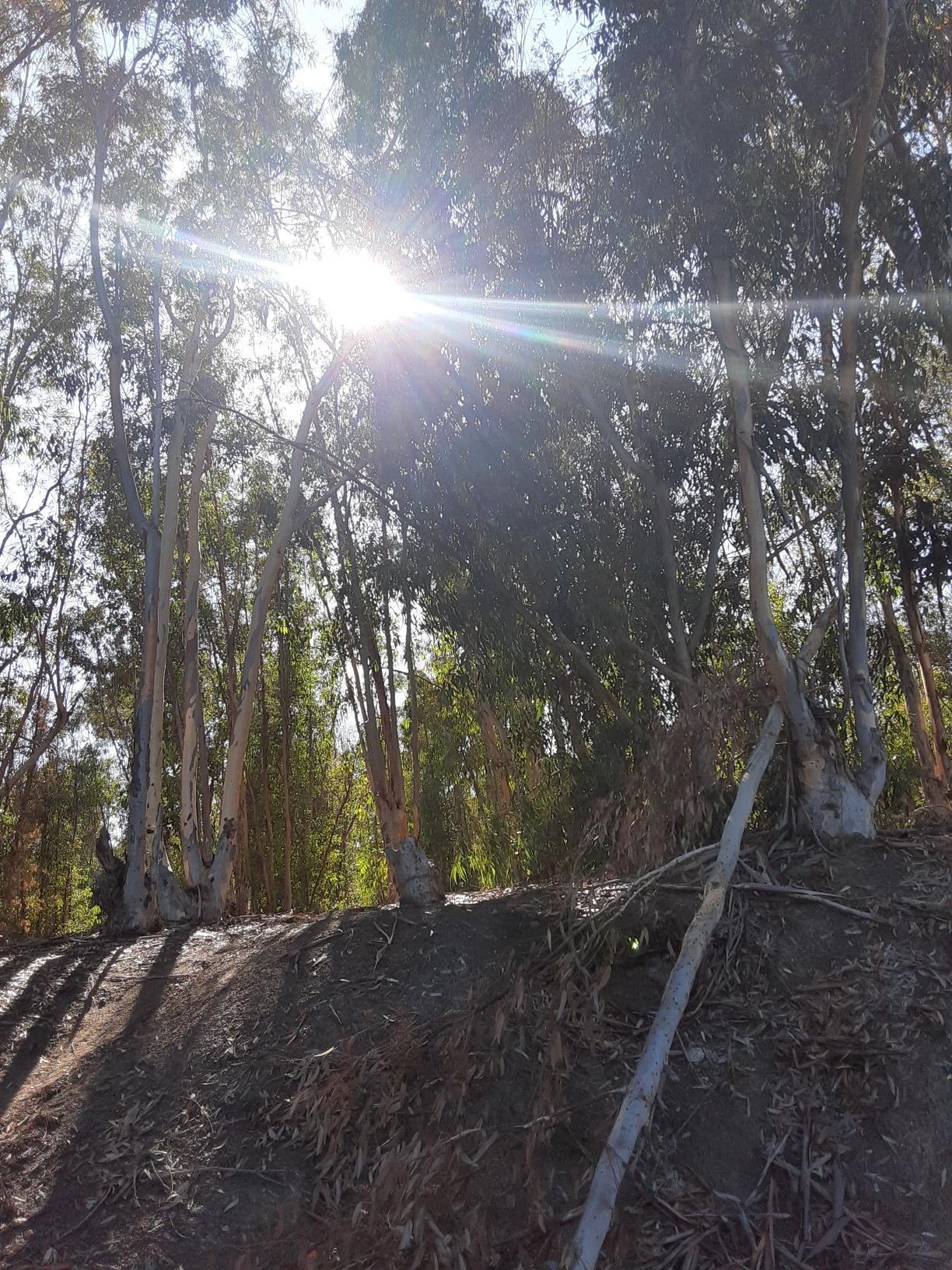 Bright sunbeams pierce through tall trees in a dense, sunlit forest.