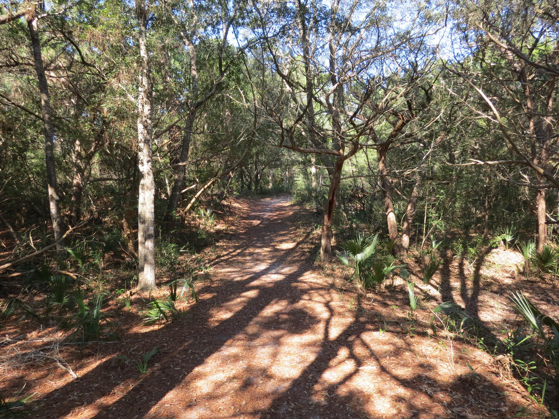 A sun-dappled forest trail winding through dense trees and undergrowth.