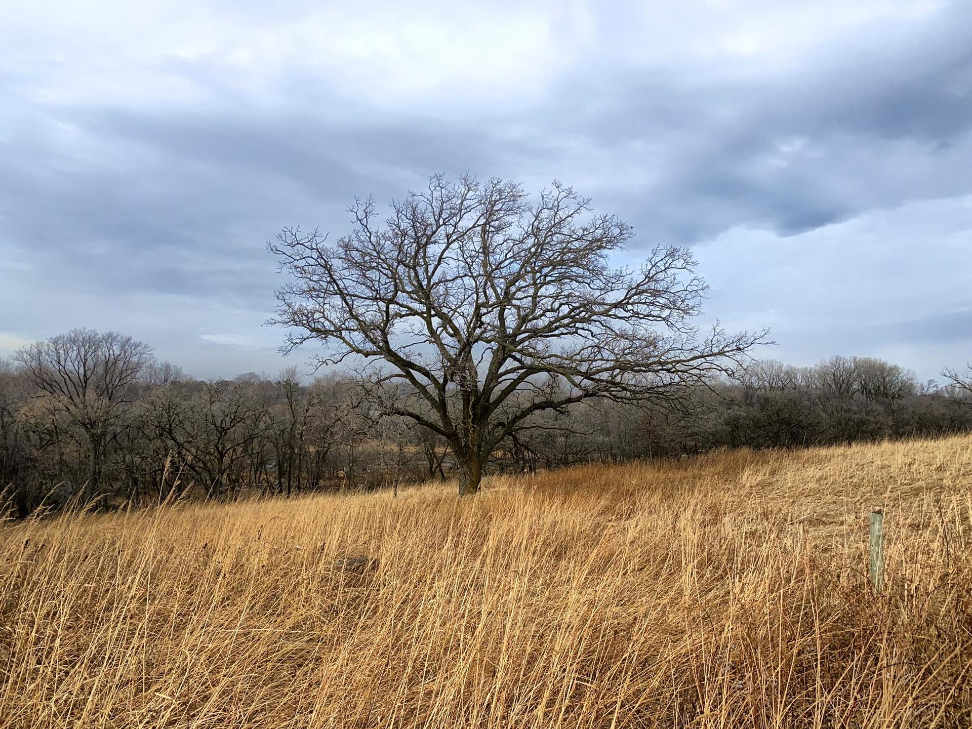 Large bare tree in a field of dry golden grass under a cloudy sky.