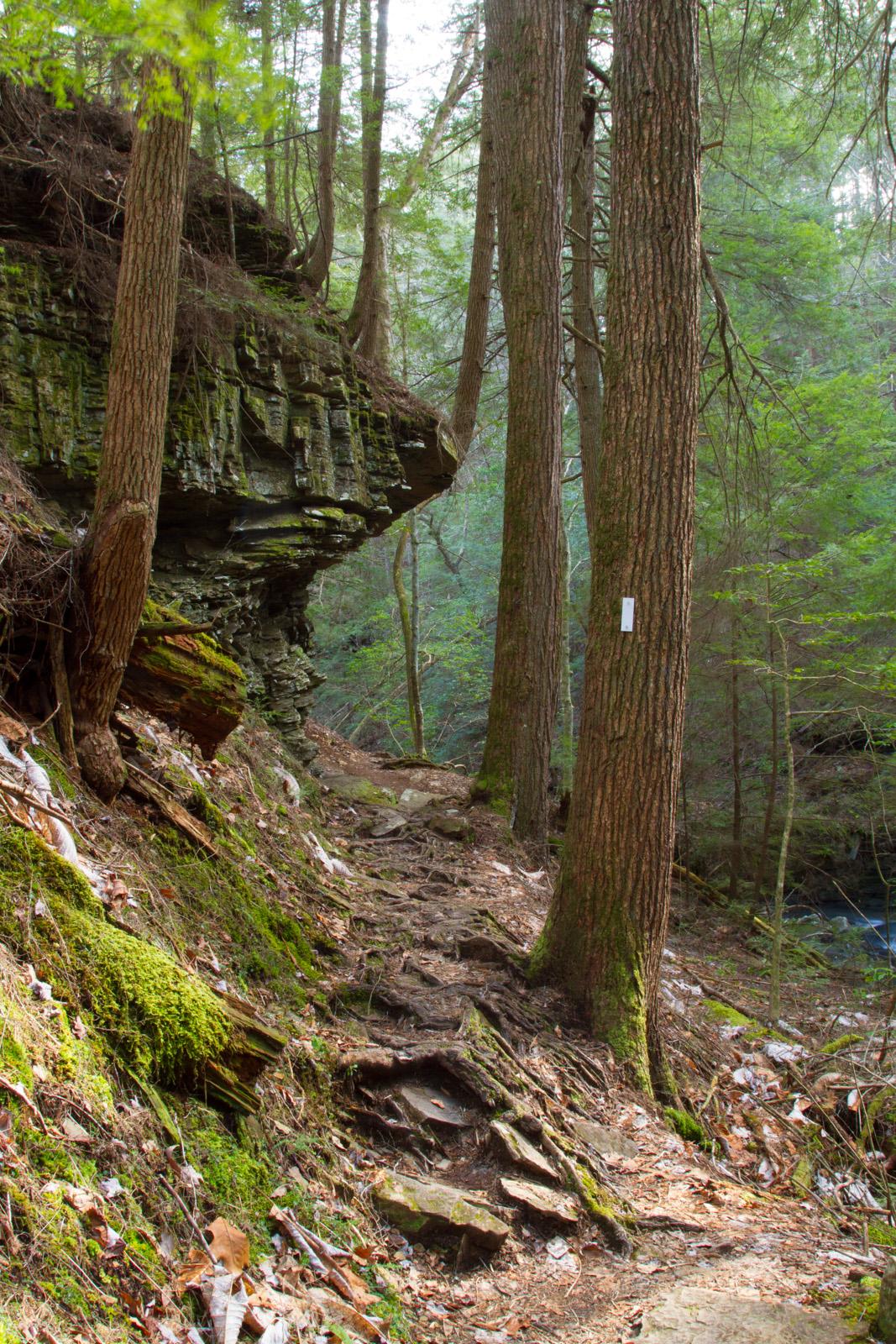 A narrow dirt trail winds alongside a mossy rock overhang in a dense forest.