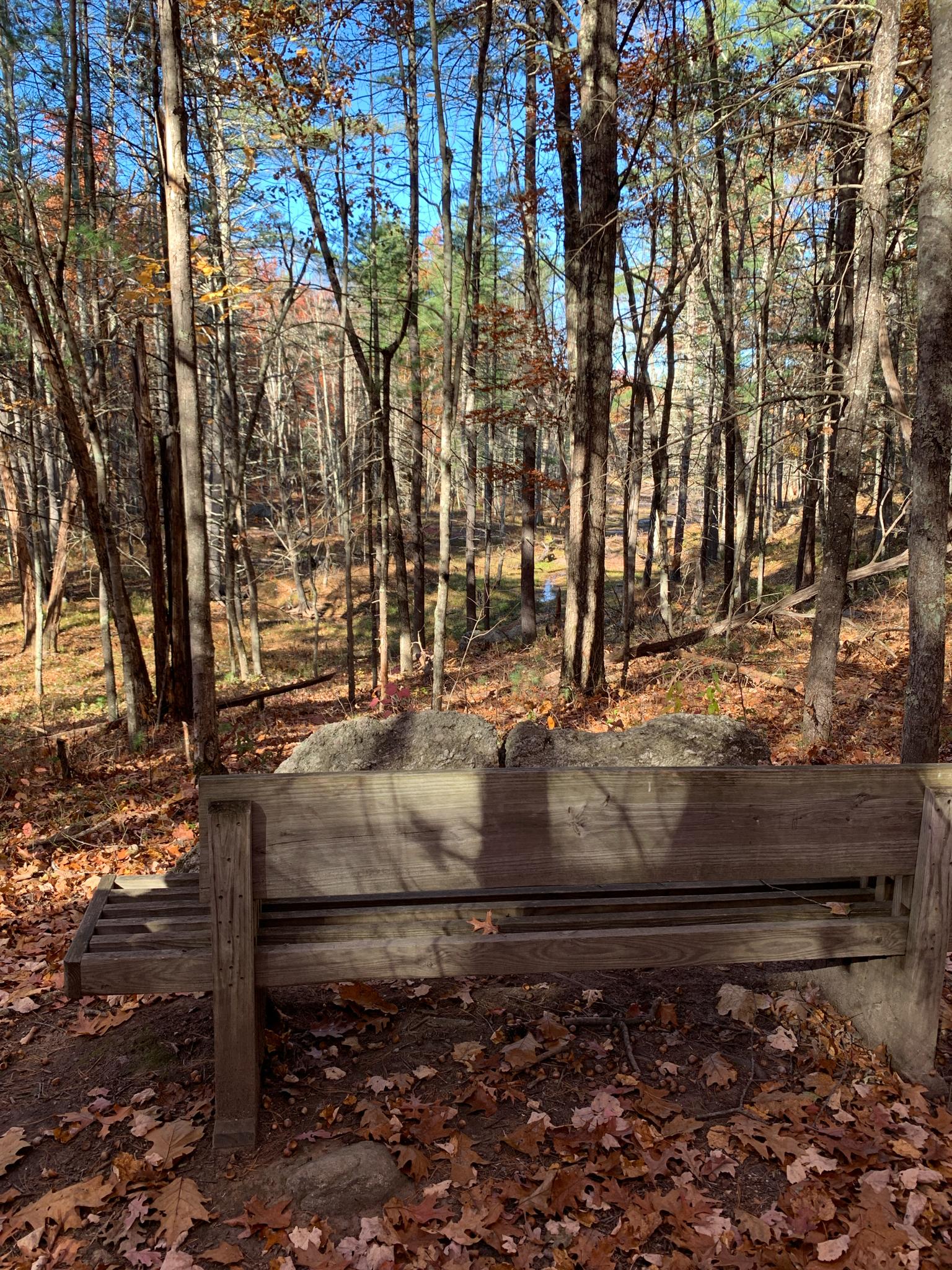Sunny autumn forest with a wooden bench and fallen leaves.