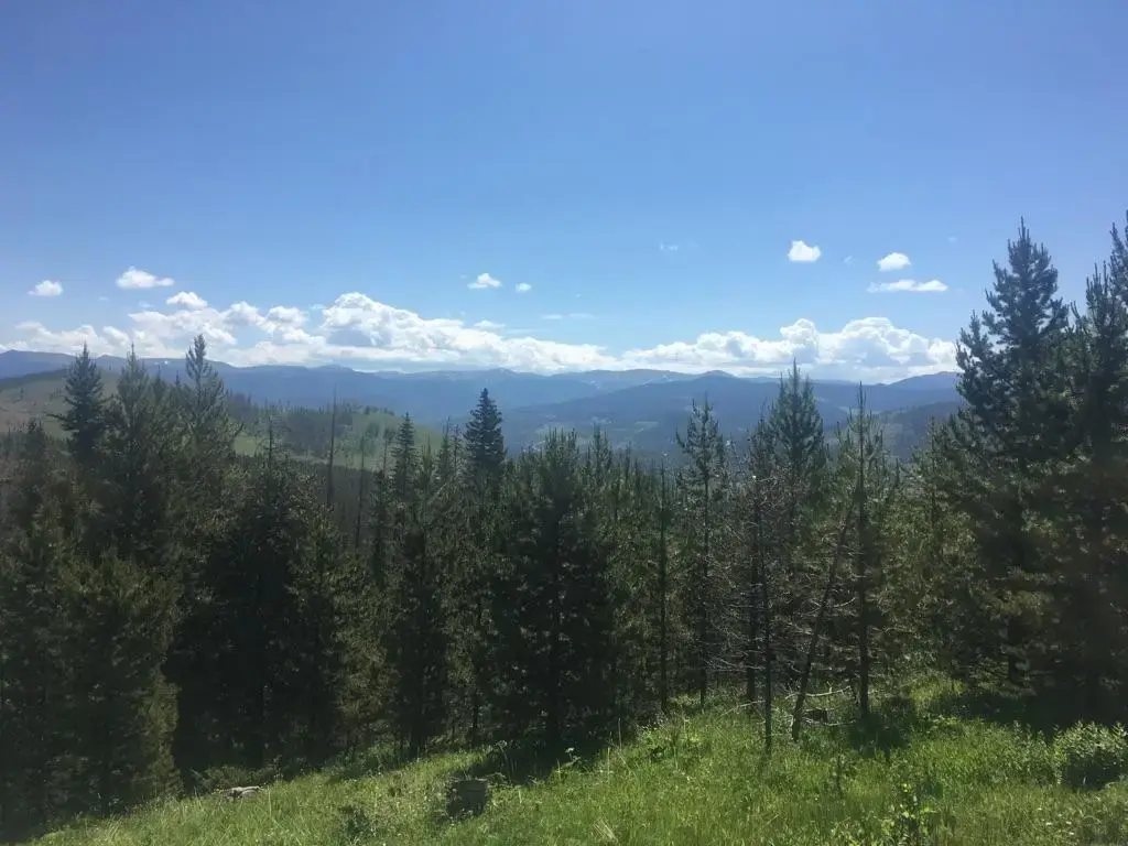 Sunny mountain vista with green pine trees and distant hills under a blue sky.