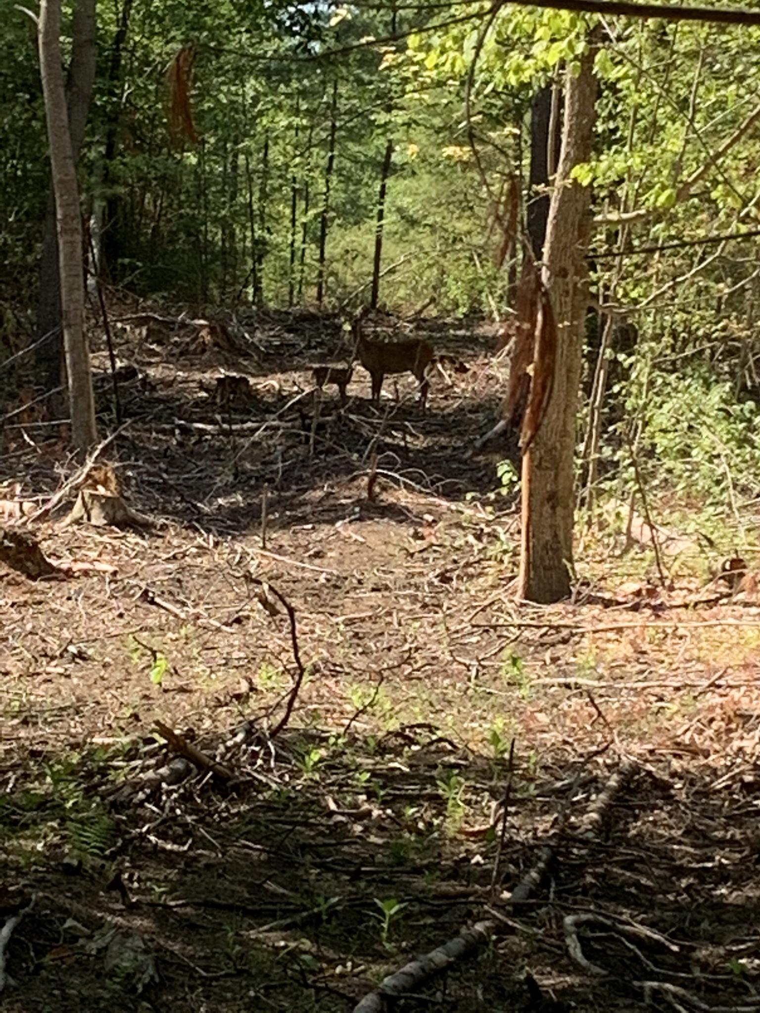 Two deer stand in a sunlit forest clearing with cut trees and branches.