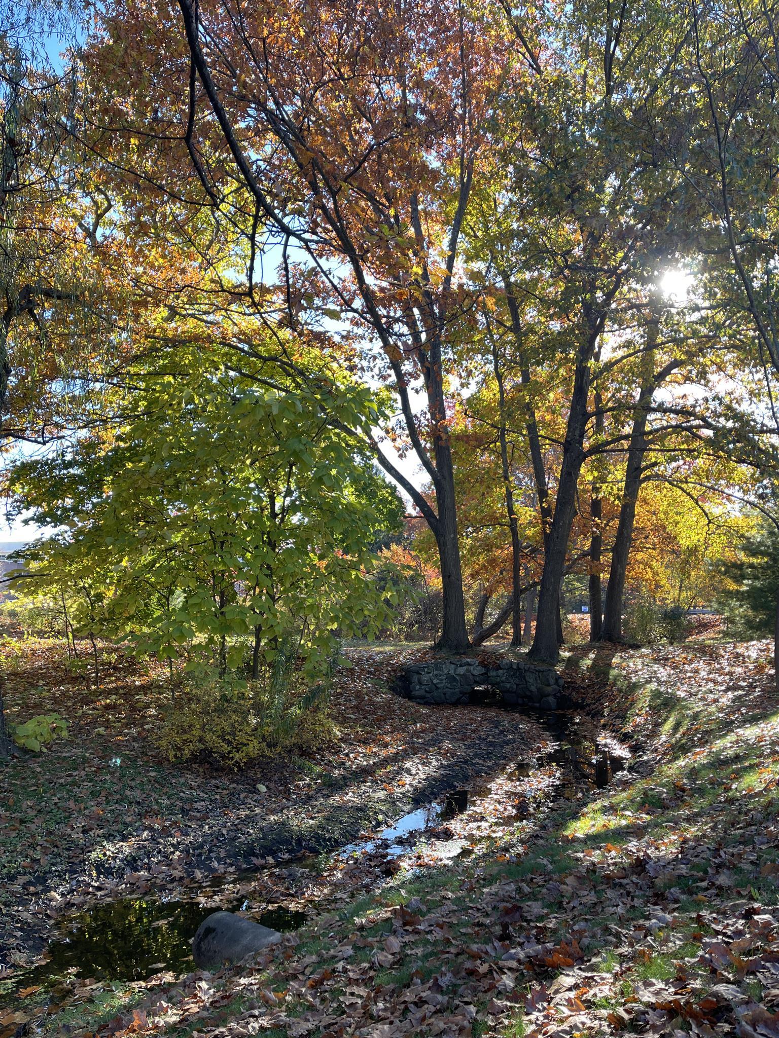 Sunlight filters through autumn trees onto a small stream and fallen leaves.