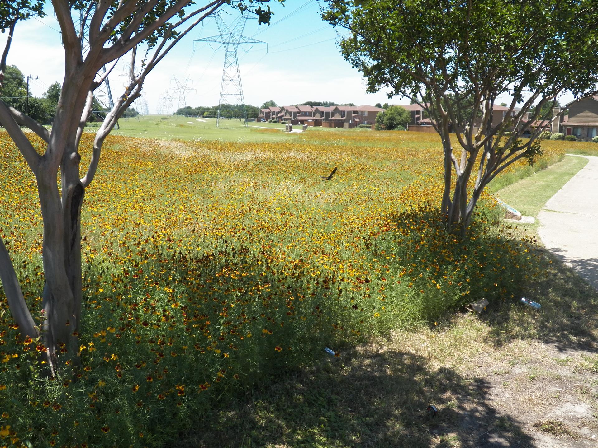 Sunny field of yellow wildflowers with power lines and distant buildings.