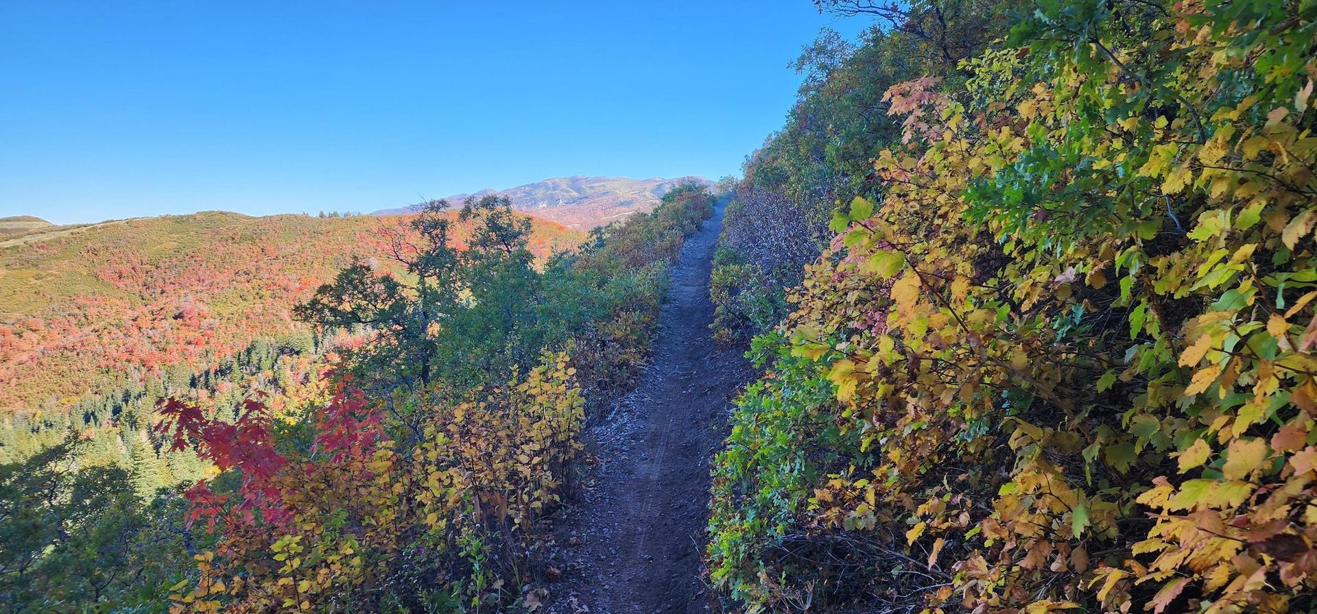Dirt trail winding along a mountainside with vibrant autumn foliage under a clear sky.