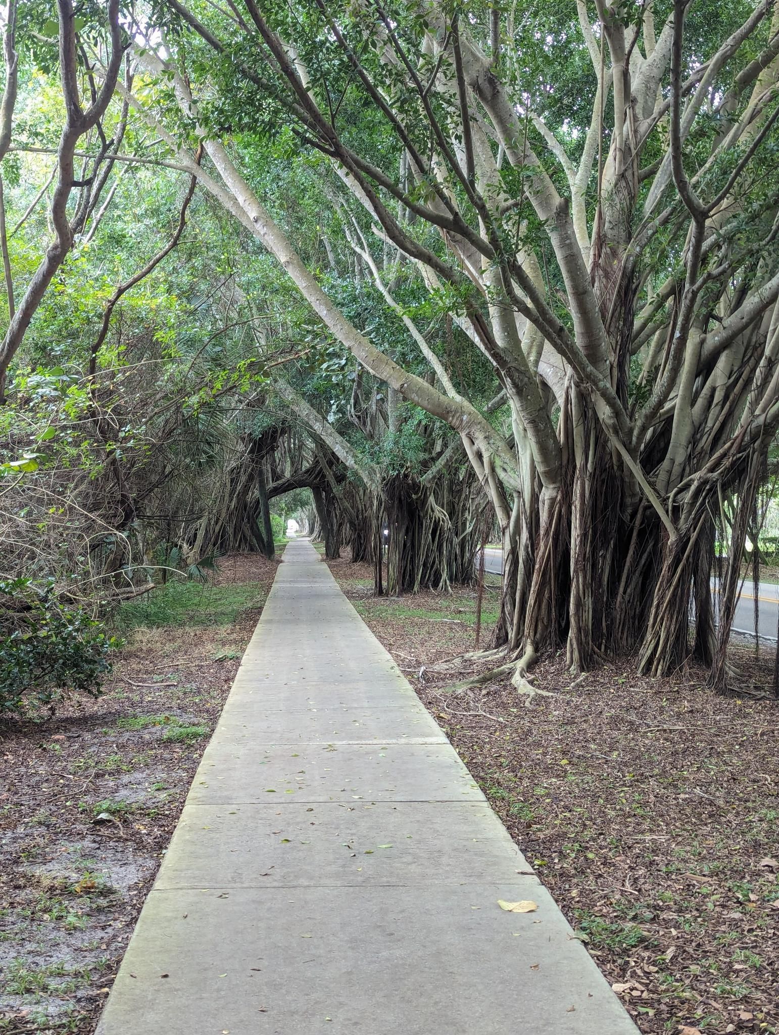 Long sidewalk through a tunnel of lush, green trees with dappled light. - Indiantown to Seabranch Preserve State Park loop via Southwest Kanner Highway
