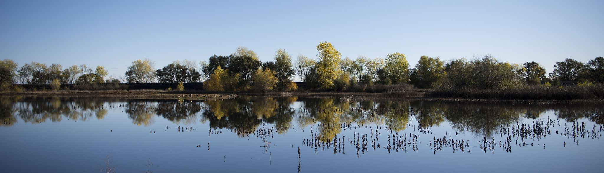 A panoramic view of a still lake reflecting trees under a clear blue sky. - Wetlands Walk to River Walk Loop