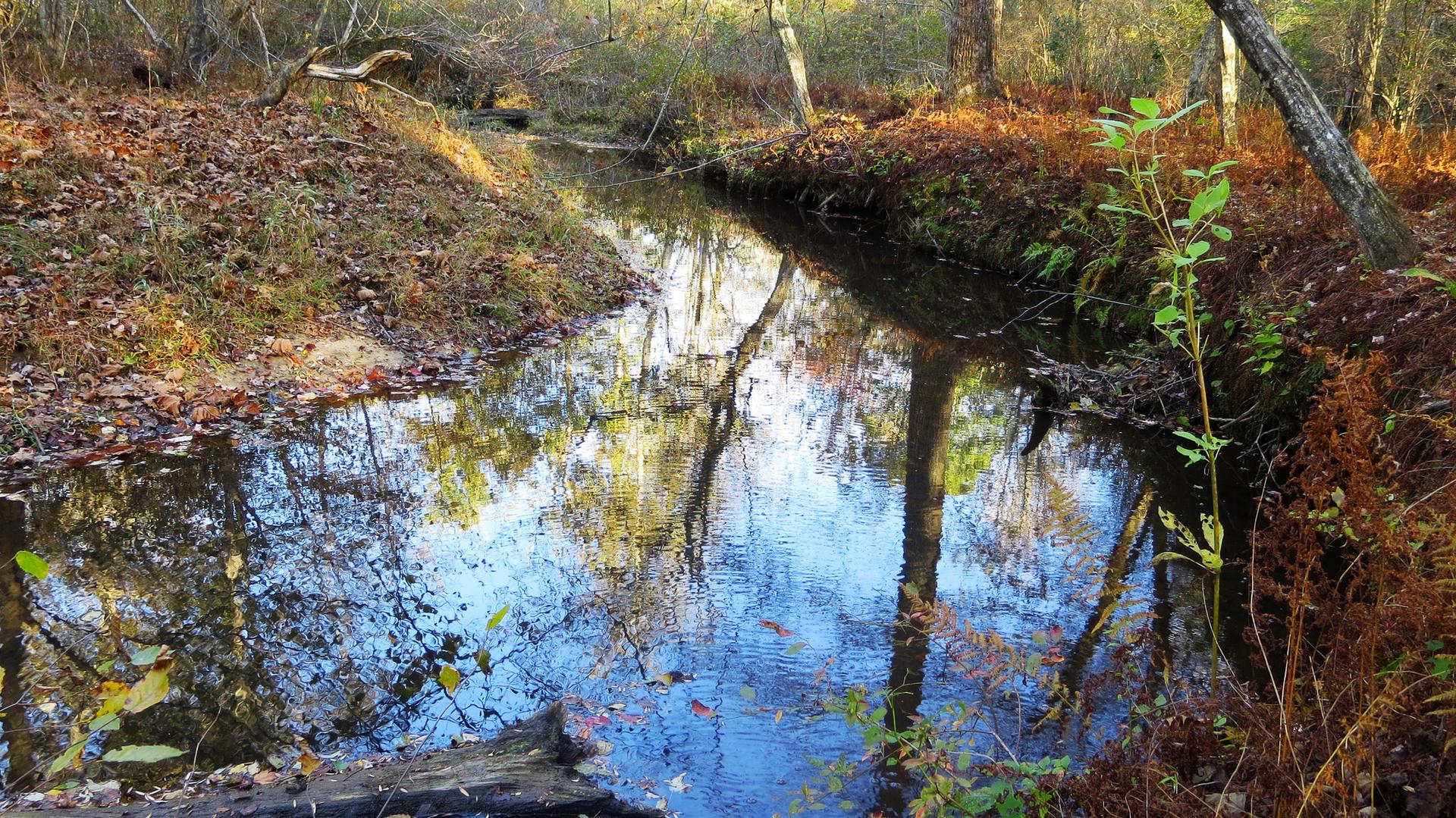 Sunlight illuminates a narrow forest stream reflecting trees and autumn leaves.