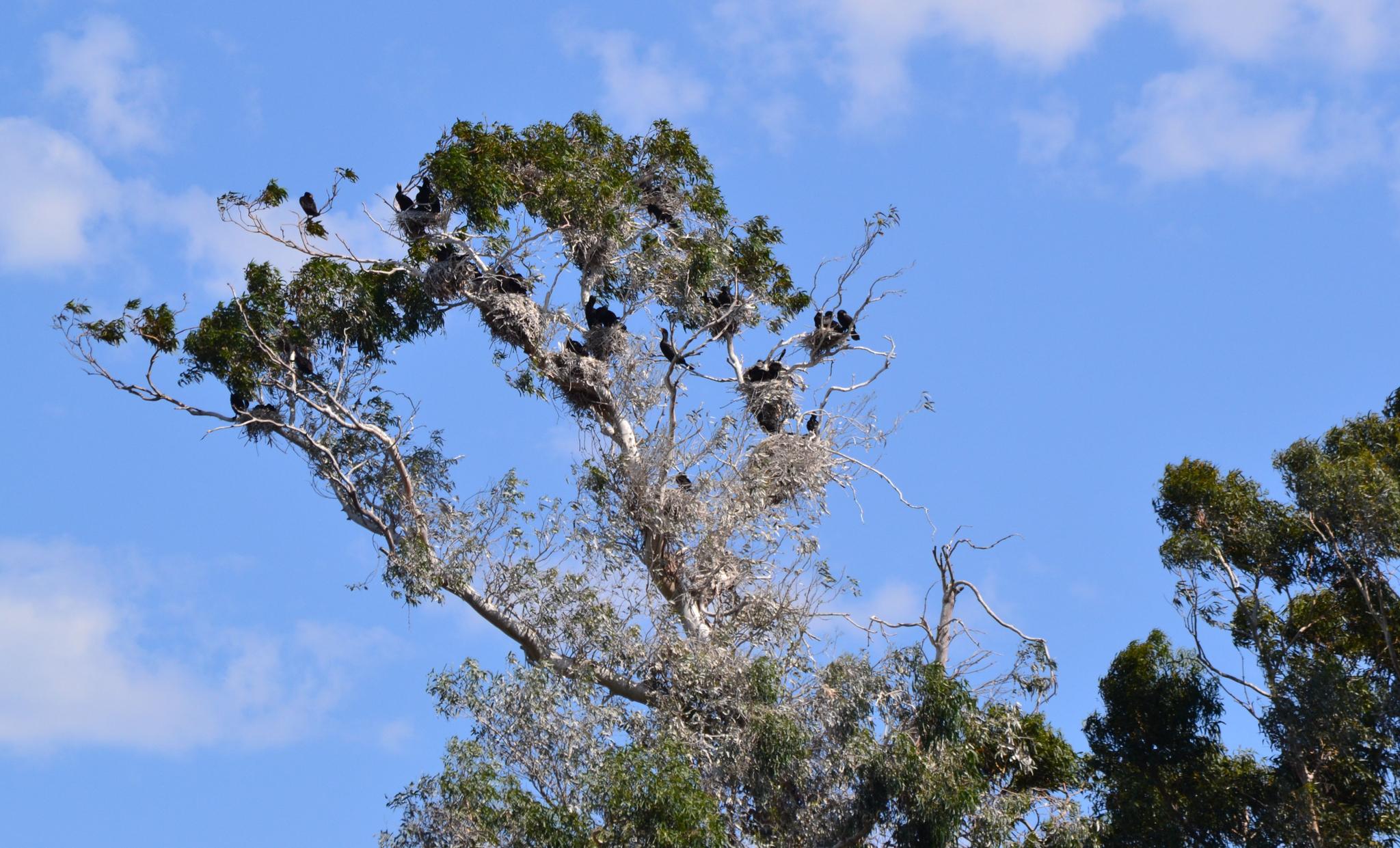 Numerous birds perch in a large tree with nests against a bright blue sky.