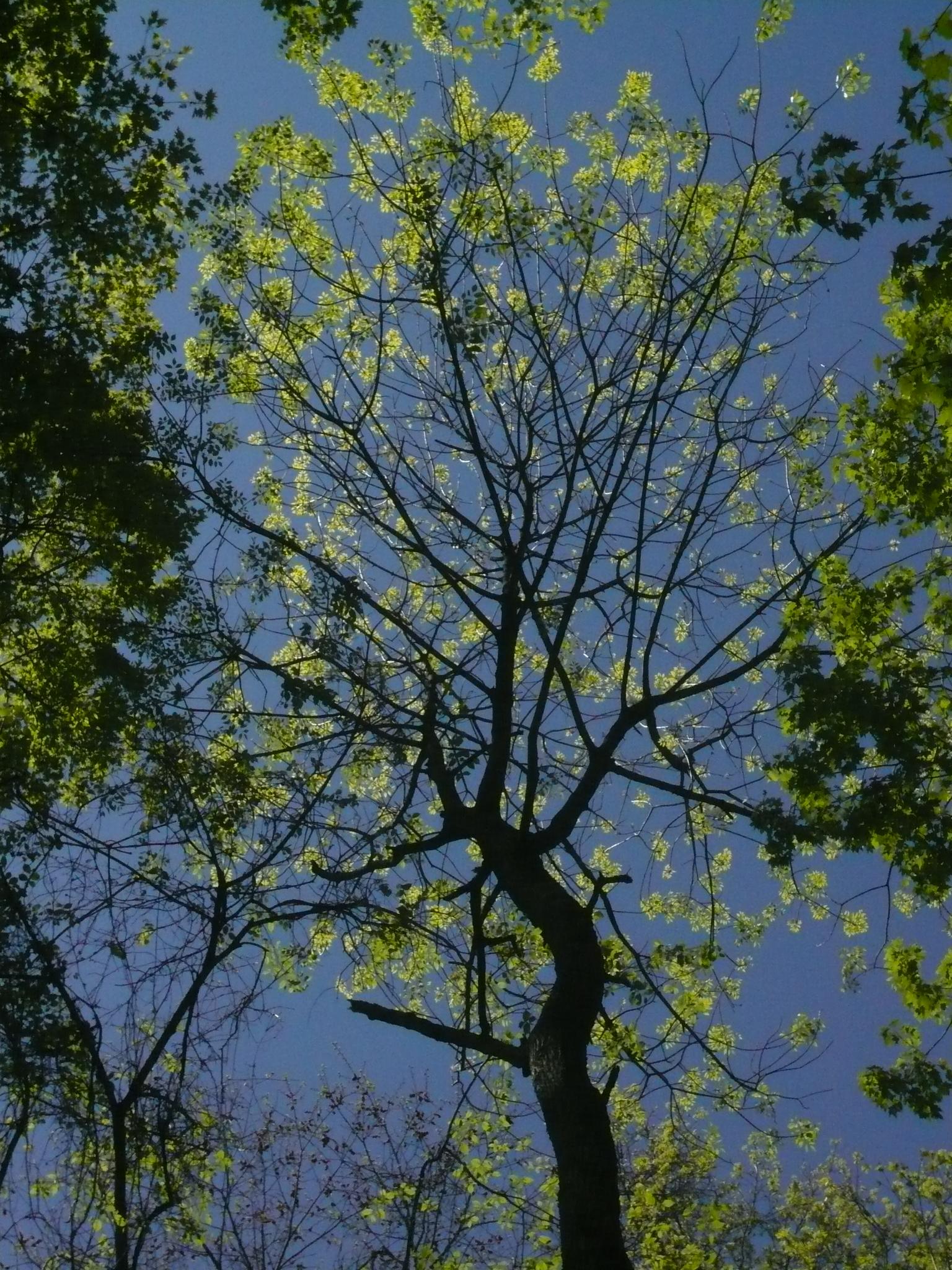 Tall tree with sparse green leaves silhouetted against a bright blue sky.