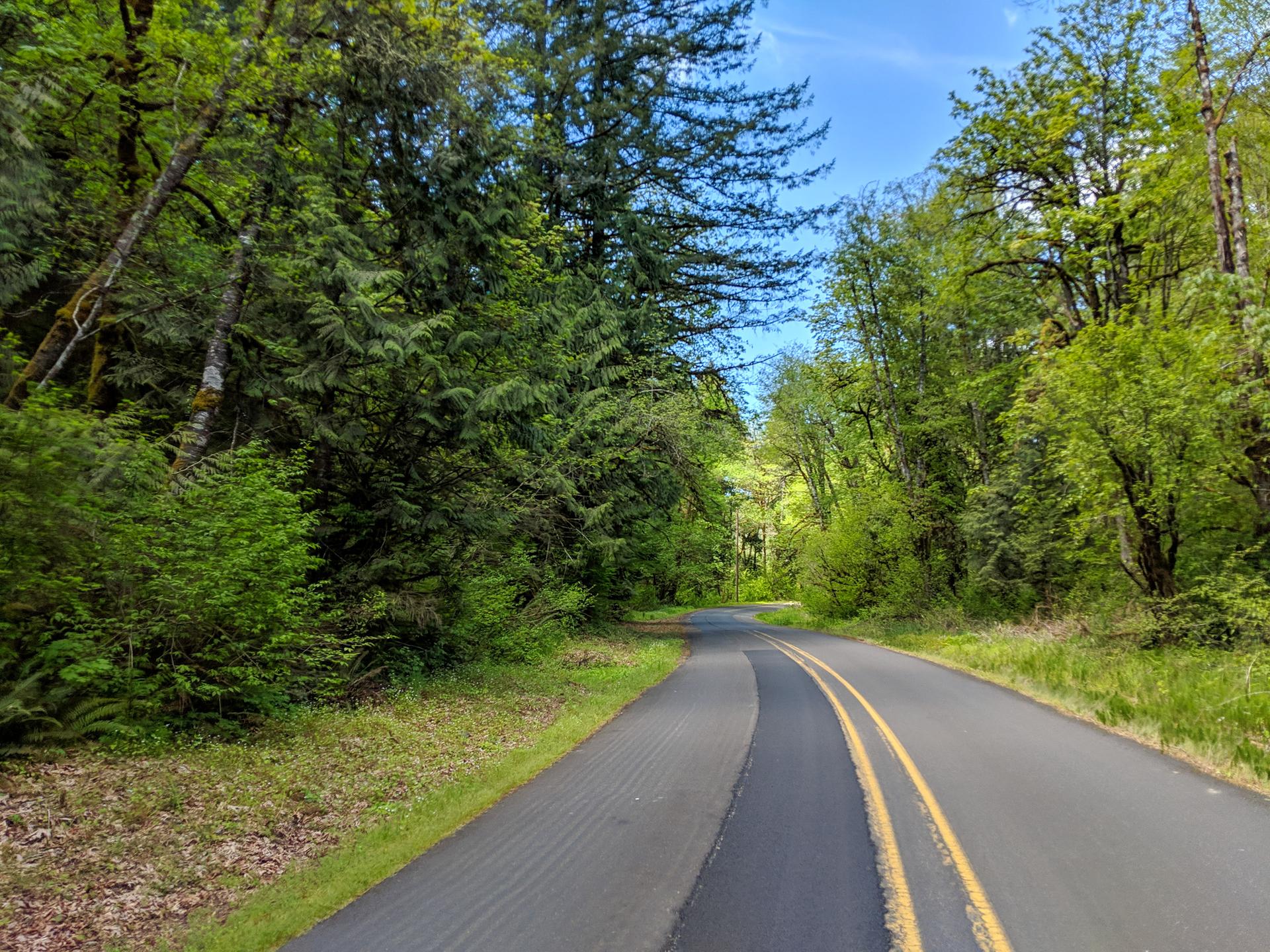 Paved road with bike lane winding through a dense, sunlit green forest.