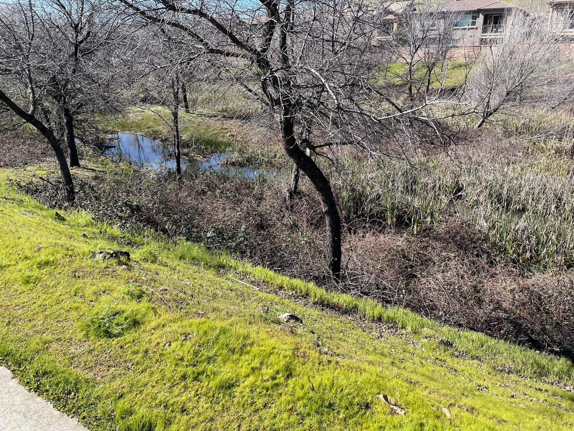 Grassy slope leading to a wetland with bare trees and dry brush under soft light.