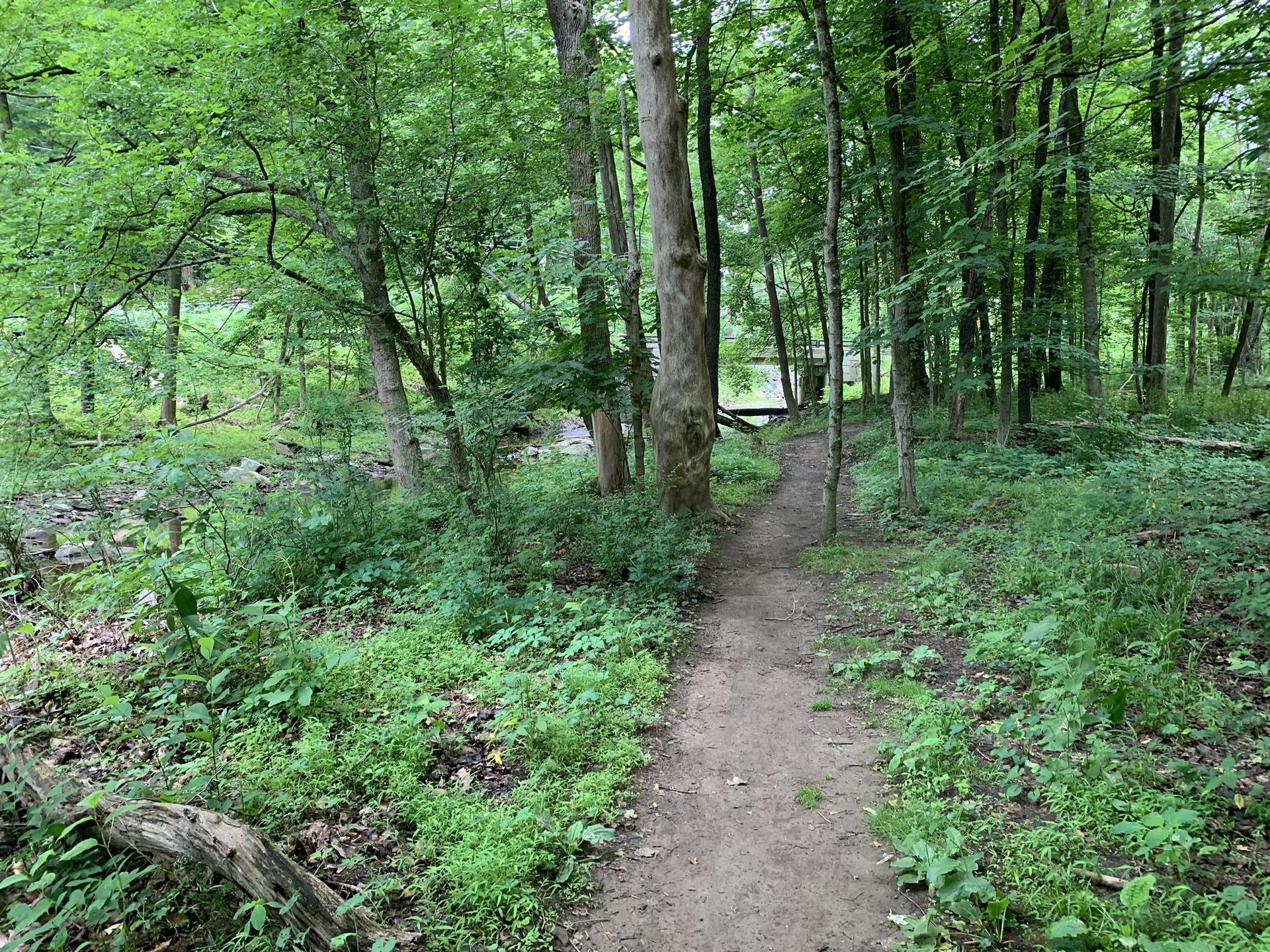 Forest path through dense green trees and undergrowth, with soft natural light.