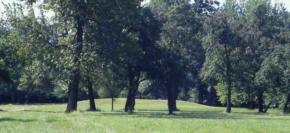 Sunny open grassy field with several large trees and distant foliage.