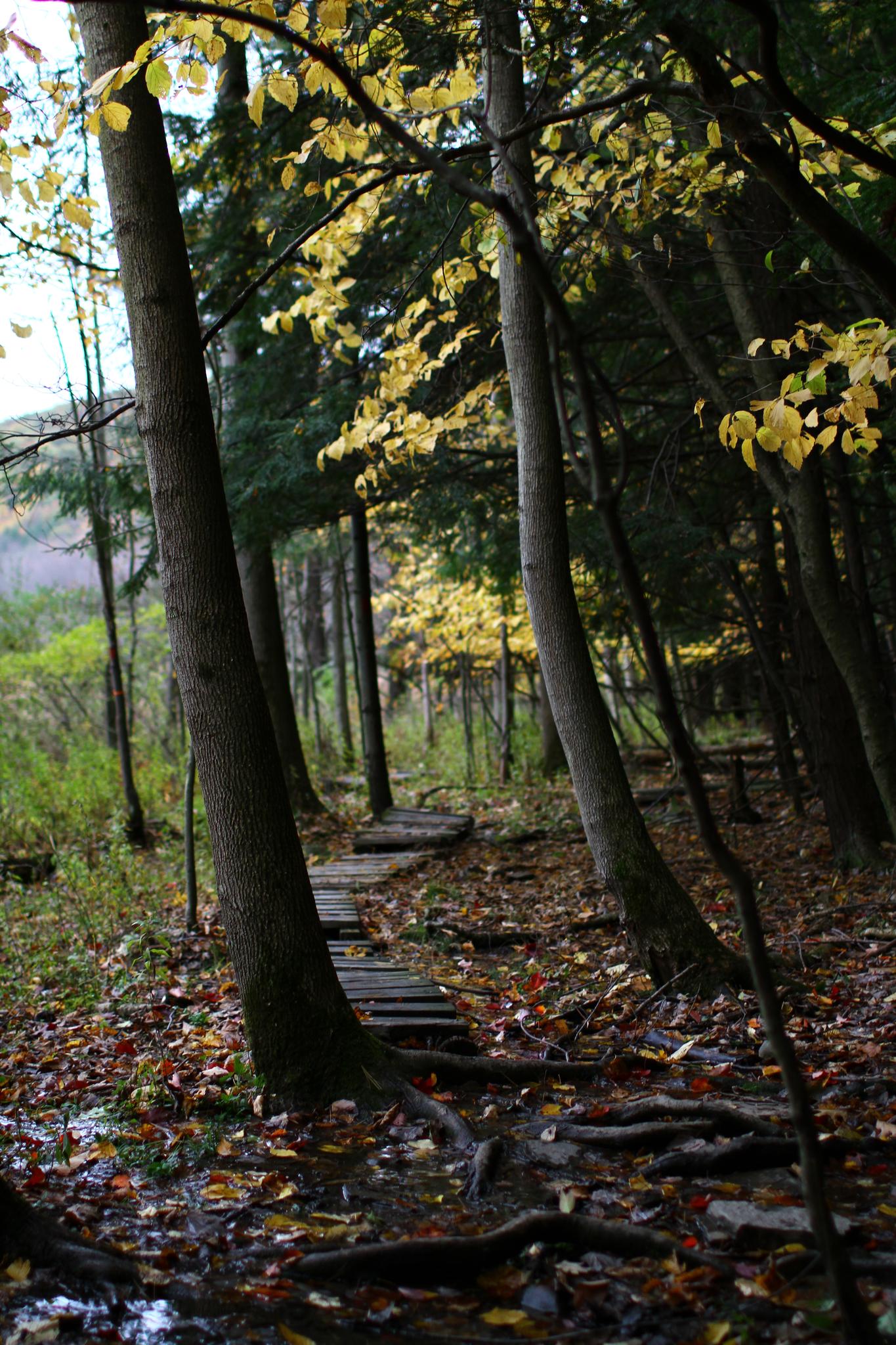 A wooden boardwalk winds through a dim forest with autumn leaves.
