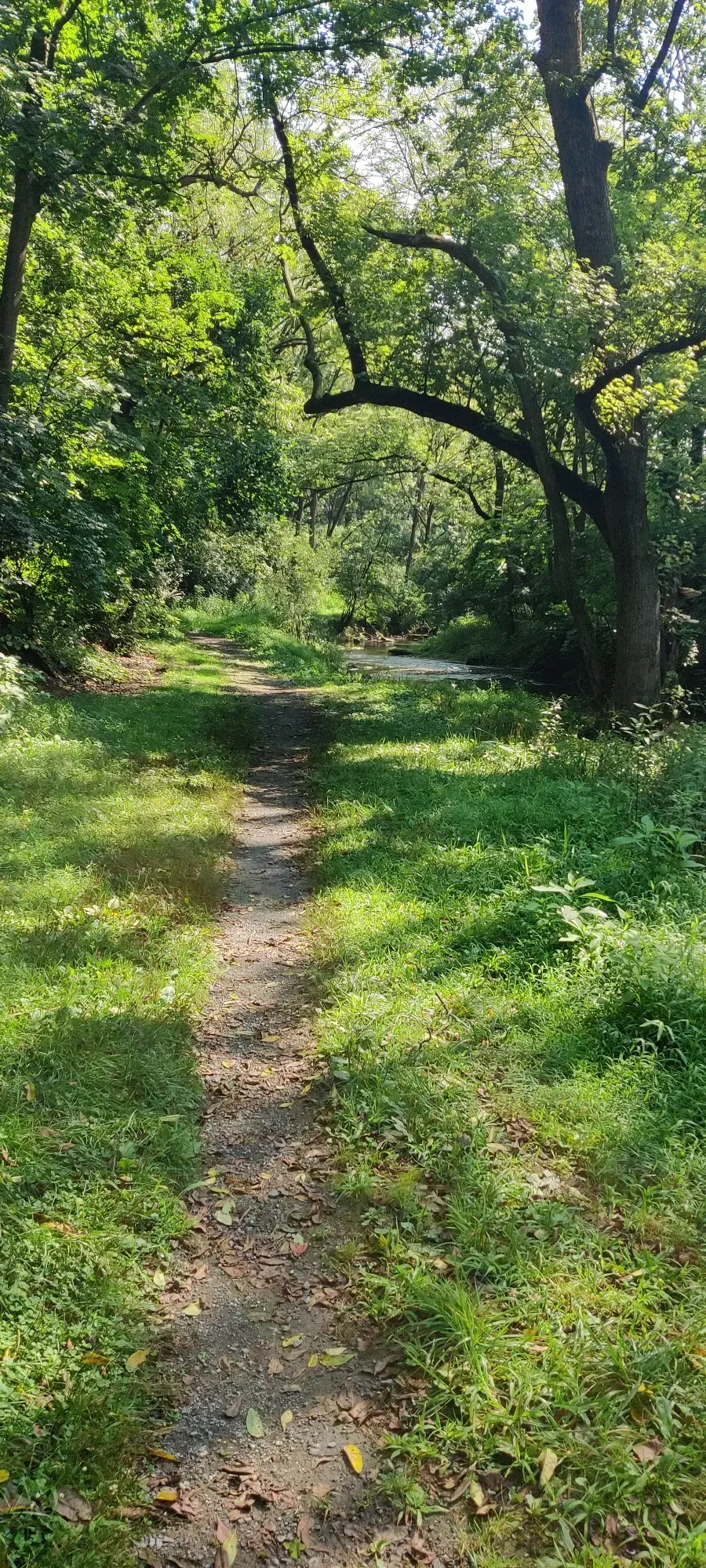 A winding dirt path leads through a sun-dappled forest with lush green trees.