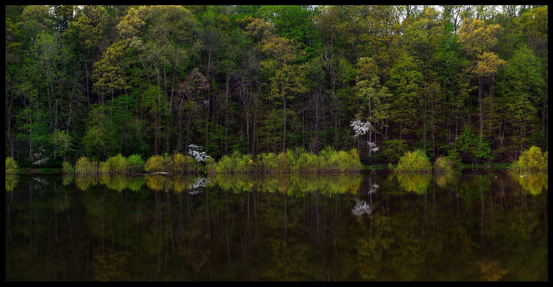 Dense green forest with some white blossoms reflecting in calm, dark water.