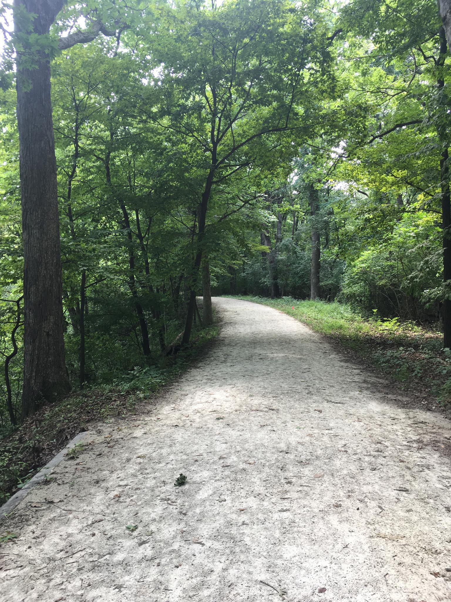 A sun-dappled dirt path winding through a lush green forest.