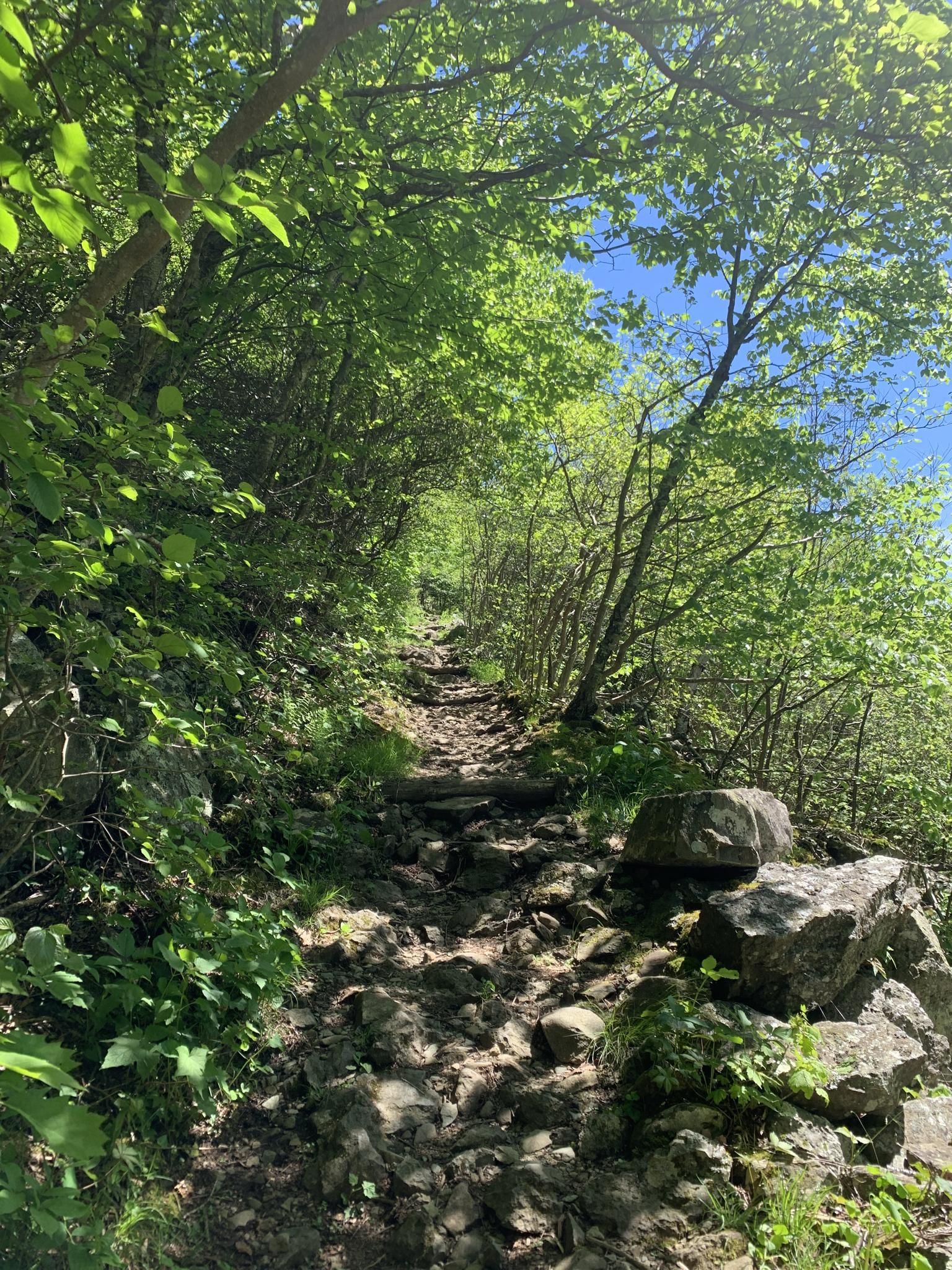 Uphill rocky trail through a sun-dappled forest with lush green trees.