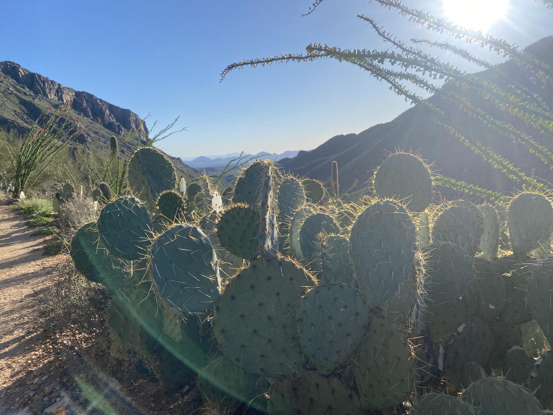 Close-up of prickly pear cacti with sun flare and distant mountains.