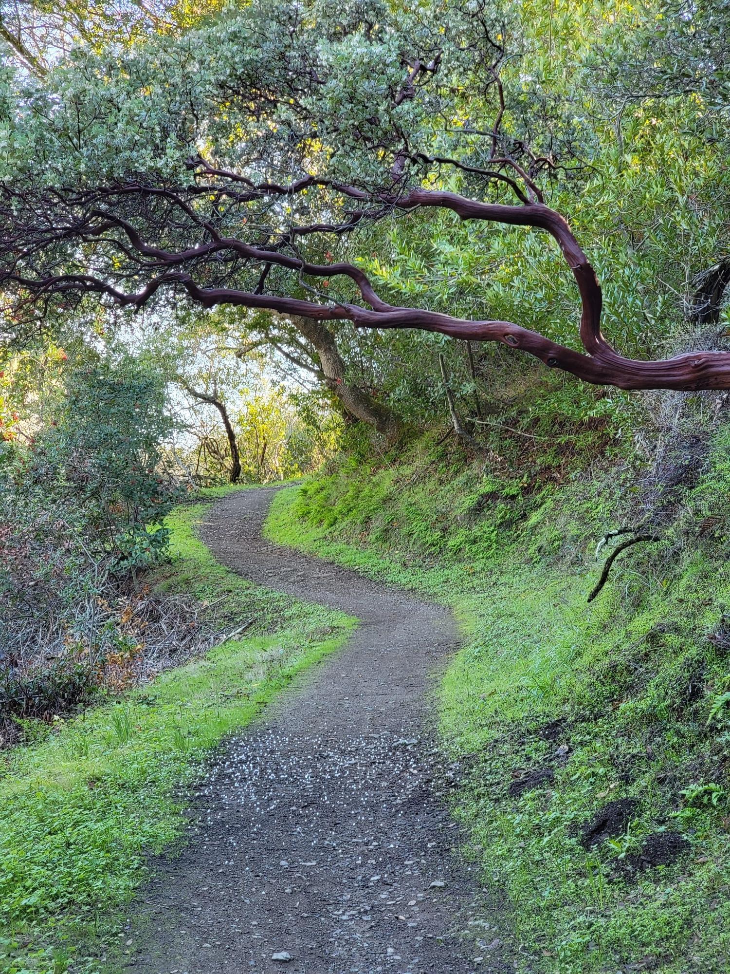 Winding dirt path through a forest with a distinctive red-barked tree.
