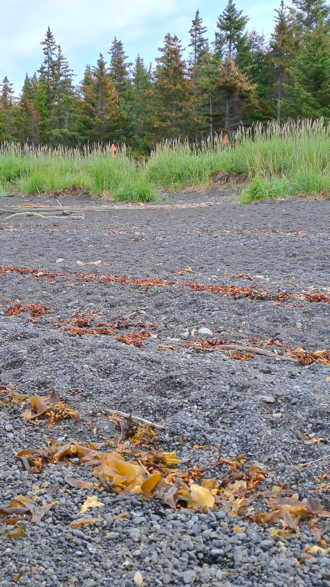 Rocky beach with lines of seaweed, tall grass, and evergreen trees.