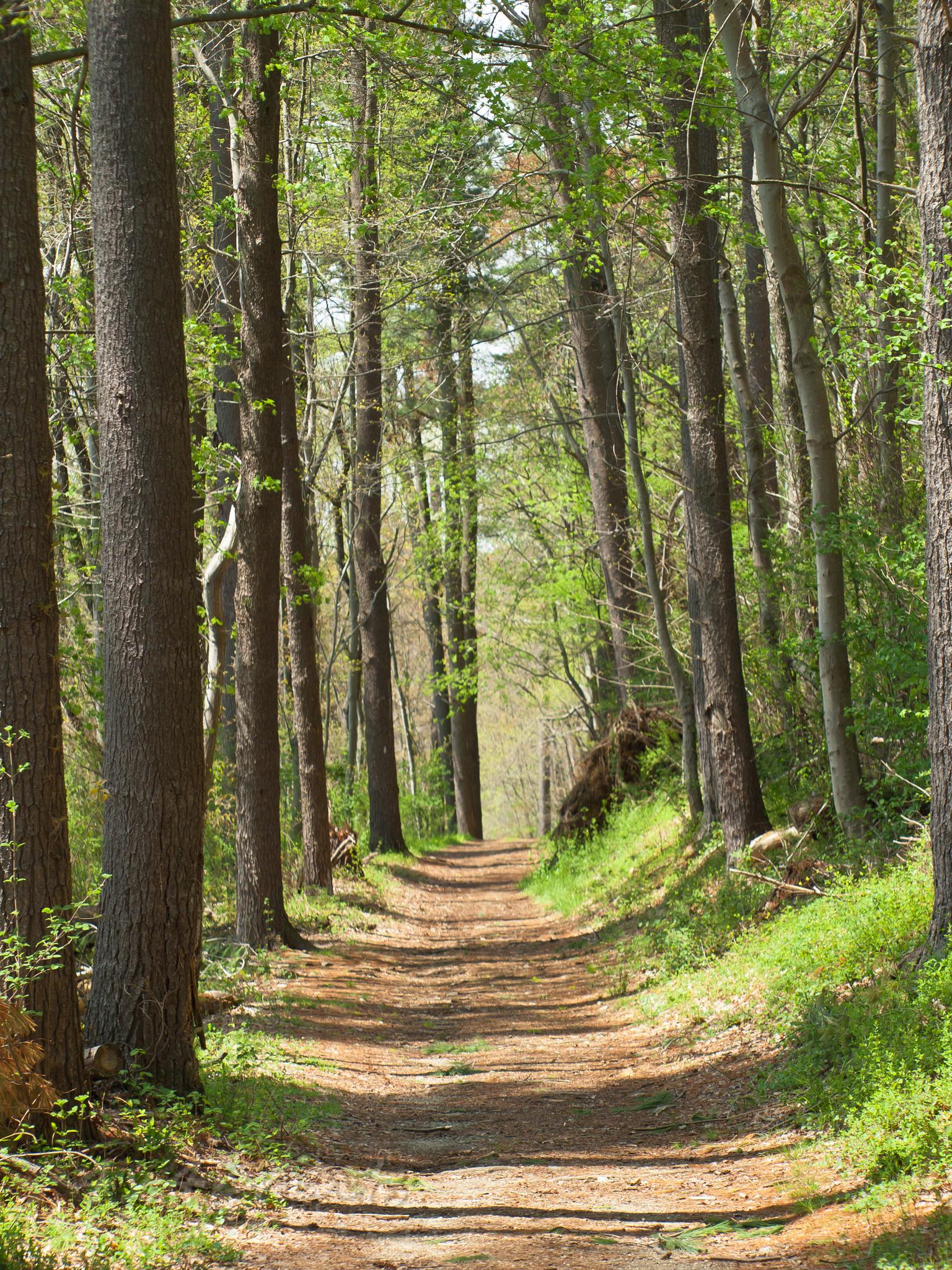 A sunlit dirt path winds through a dense forest of tall trees.