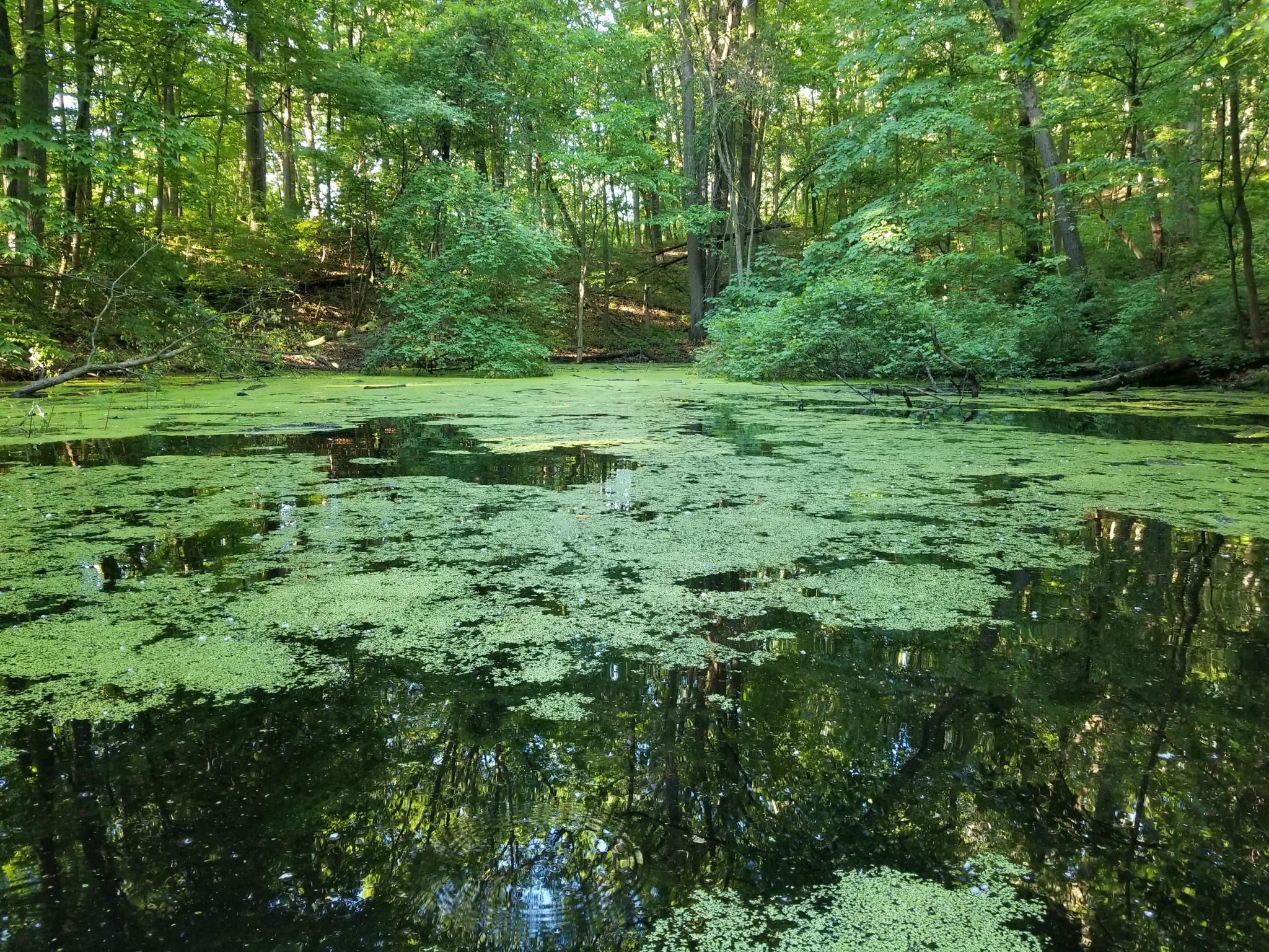 A green pond covered in duckweed, surrounded by a dense, sunlit forest. - Black Pond Woods Loop