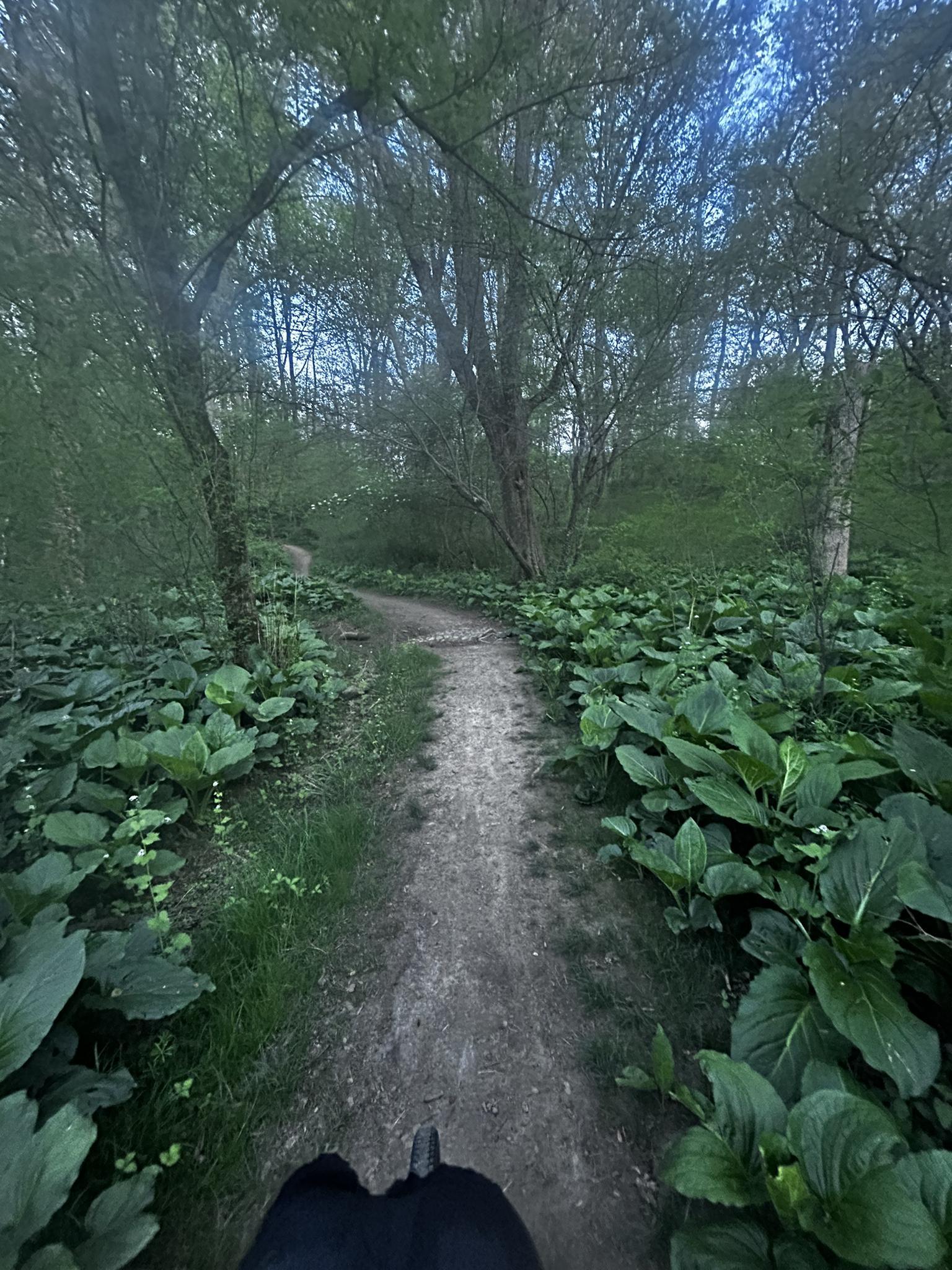 A person's feet on a winding dirt path through a lush, green, shaded forest.