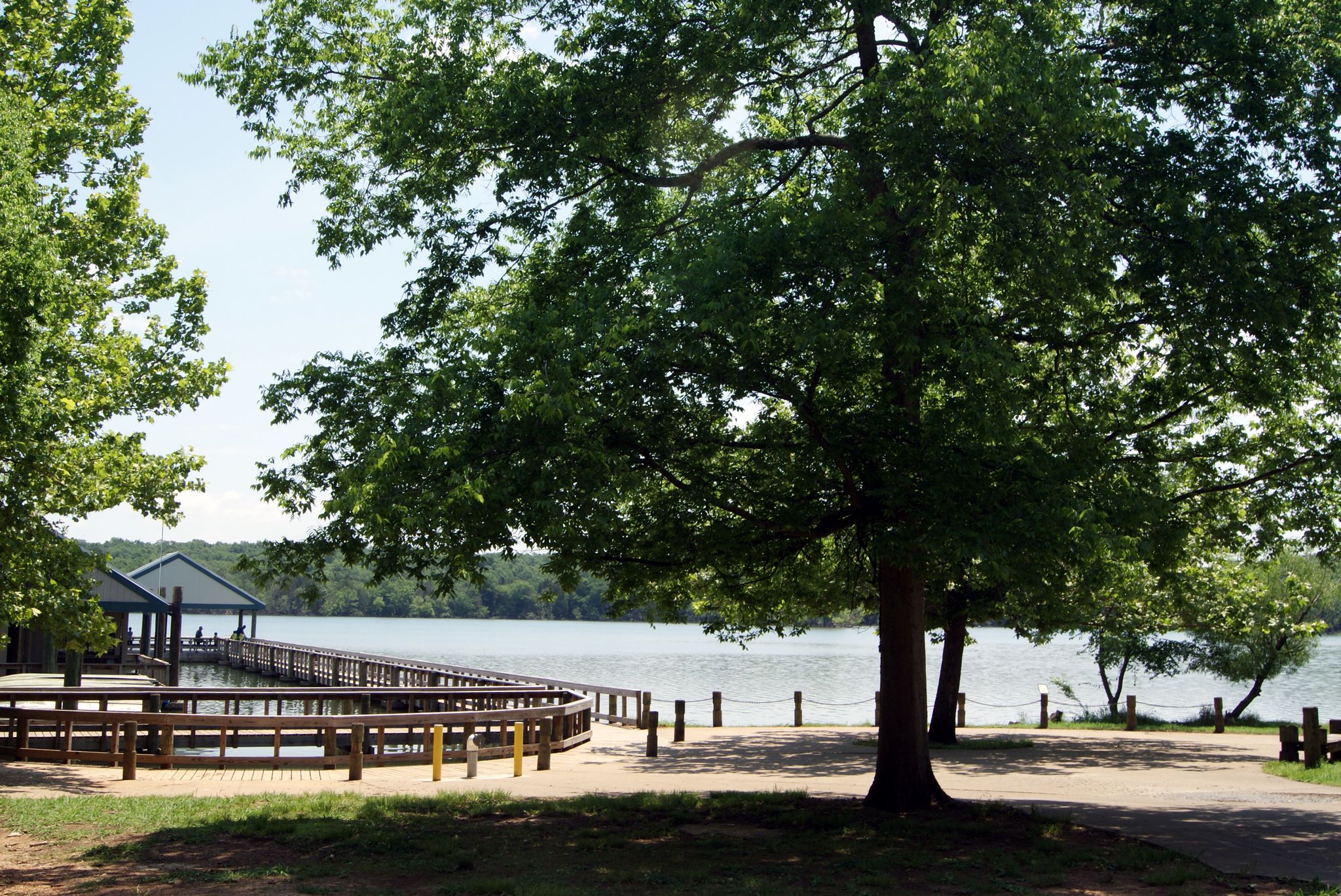 Large trees shade a wooden dock extending into a calm lake on a sunny day. - Bryant Grove Trail