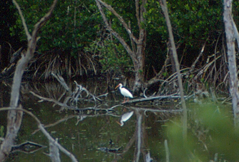 A white bird stands on a submerged branch in dark, reflective swamp water.