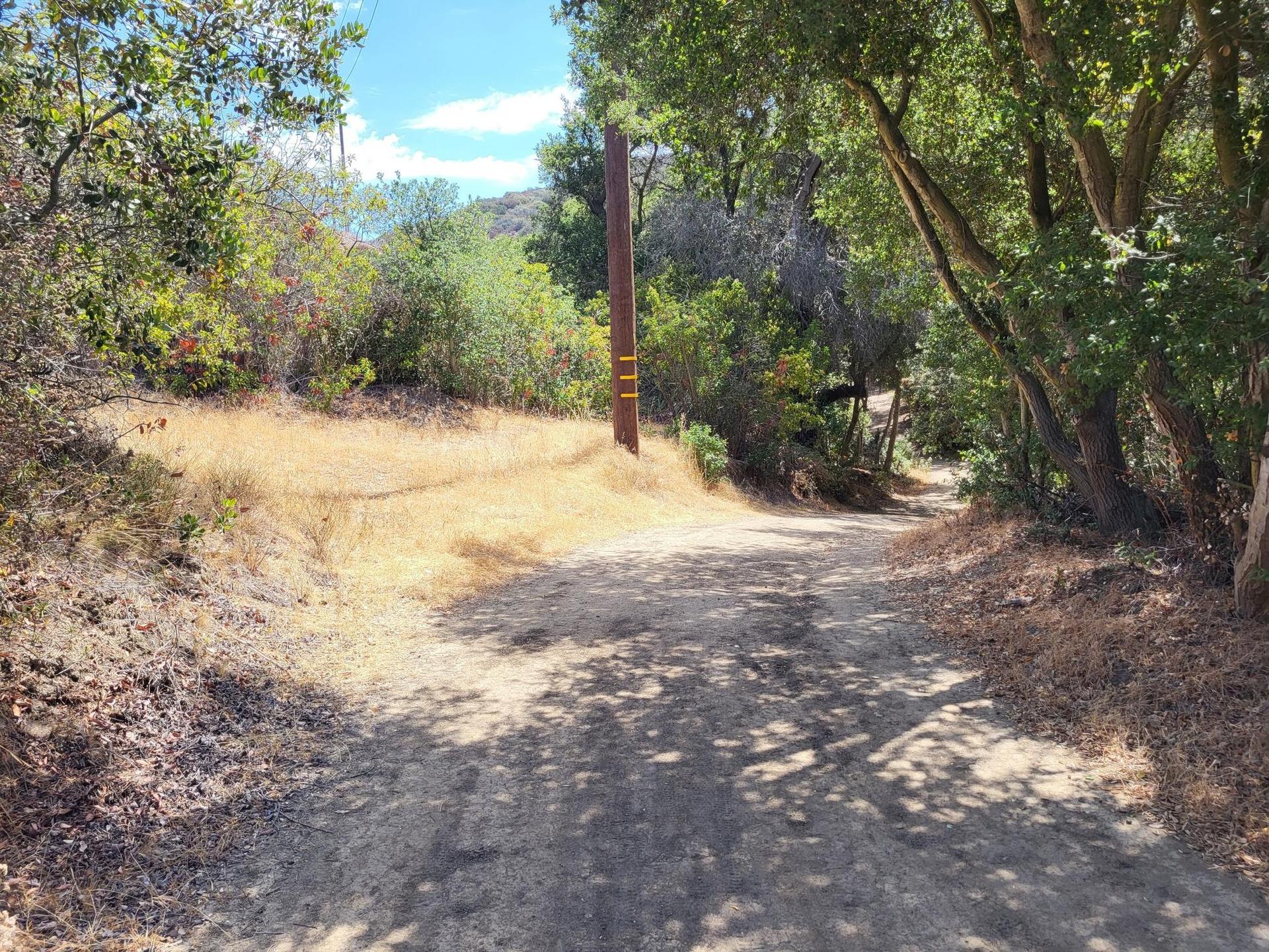 A sunny dirt path forks into two, surrounded by green and dry brush.