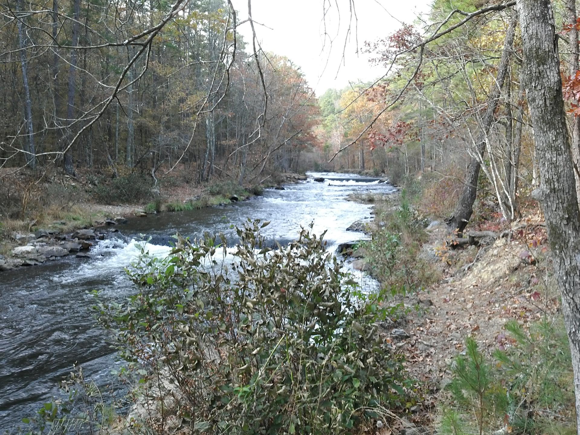 A winding river with rapids flows through a forest under bright natural light.