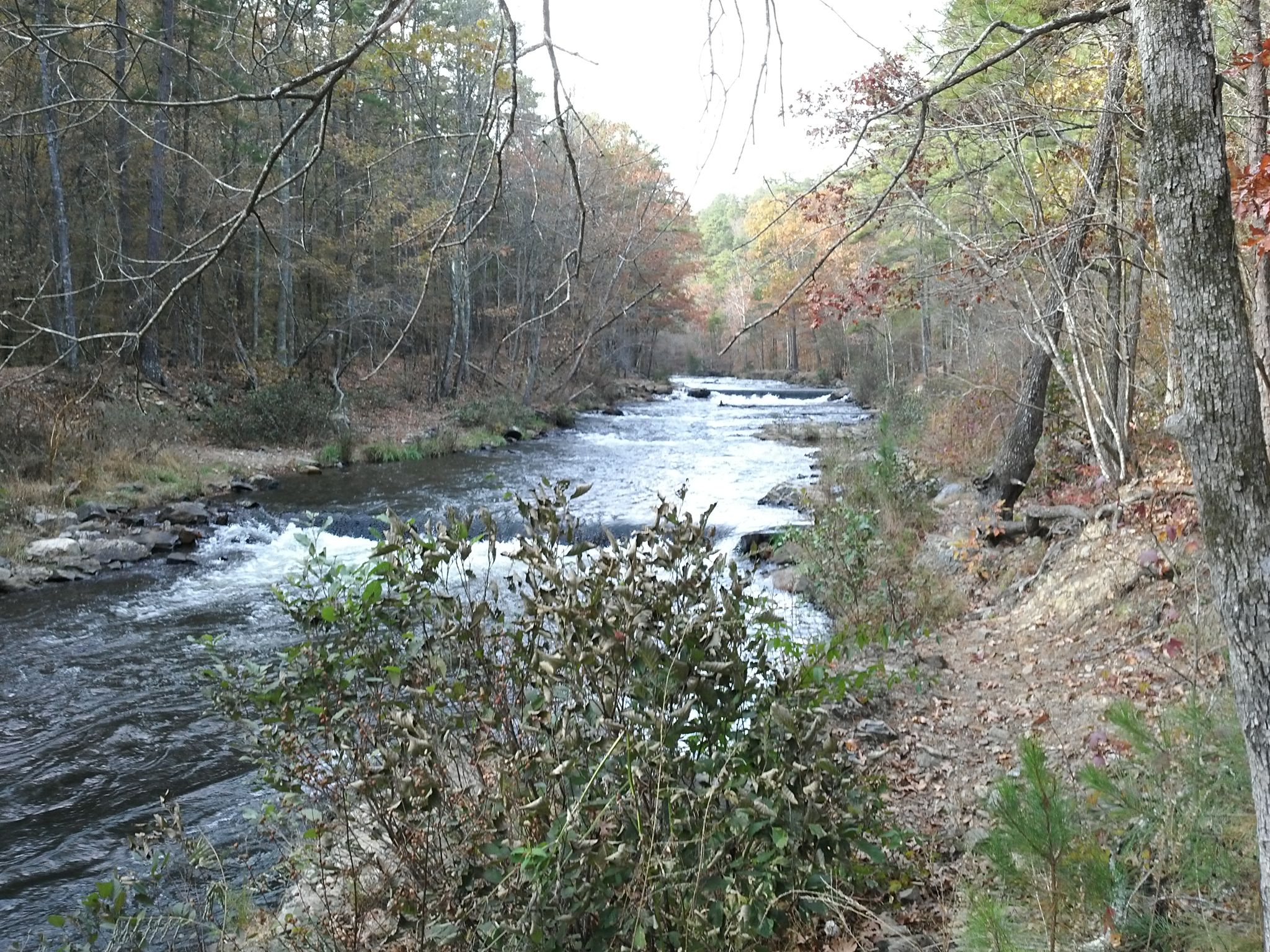 A winding river with rapids flows through a forest under bright natural light. - Friends Trail Loop