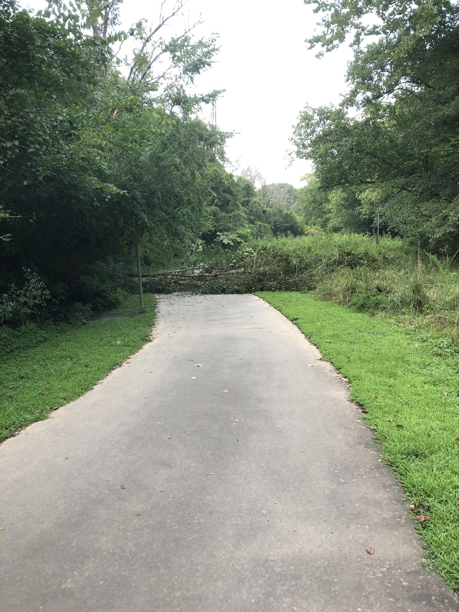 Paved path blocked by a large fallen tree under an overcast sky.