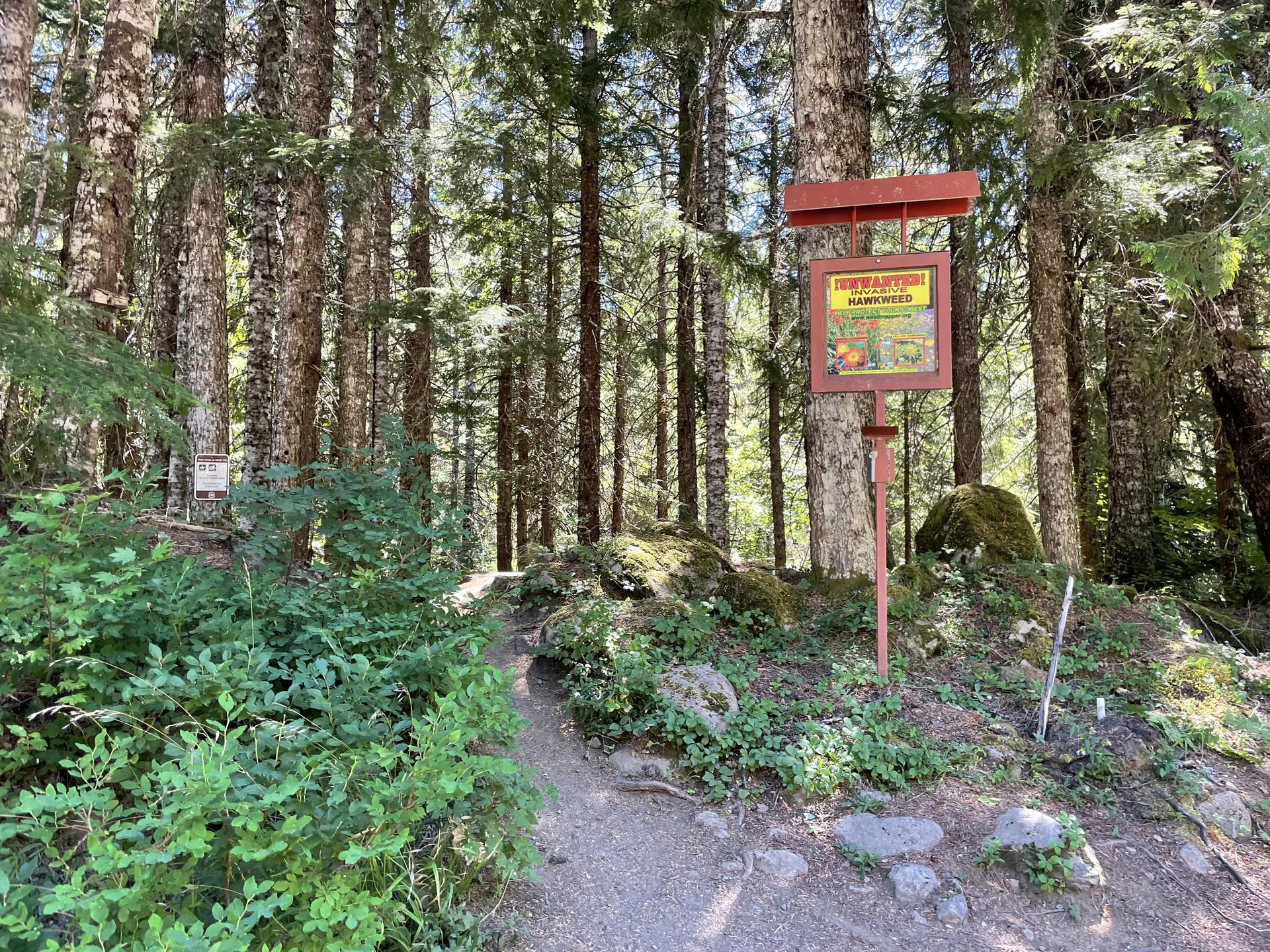 A dirt trail leads into a dense forest with tall trees and a wooden sign.