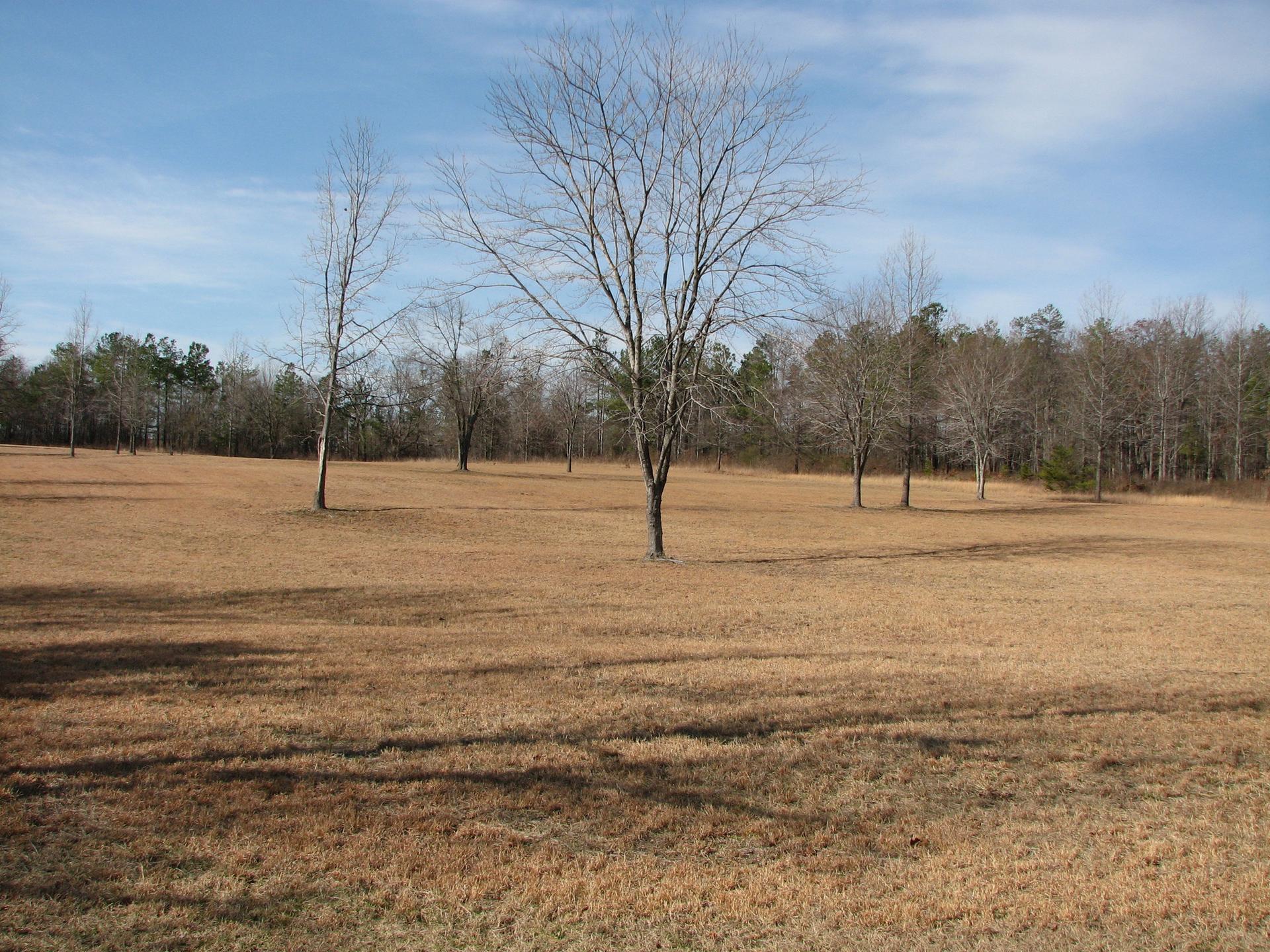 Expansive field of dry grass with bare trees under a clear sky.