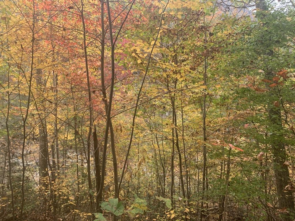 Dense forest with vibrant red, orange, and yellow autumn foliage.