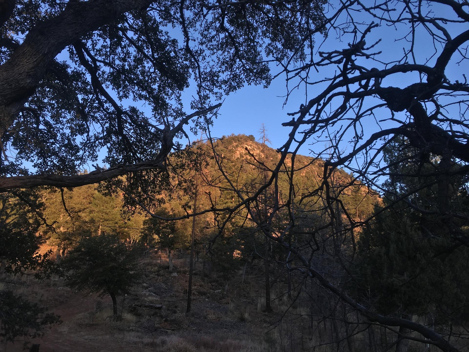 Silhouetted branches frame a sunlit mountain peak above a shadowed forest.