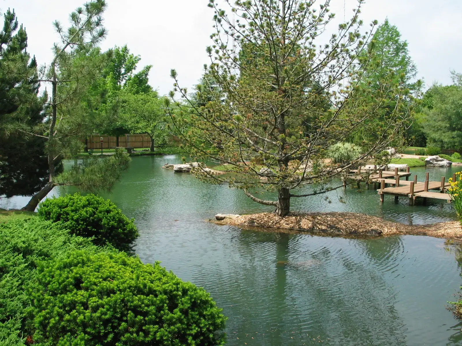 A tranquil pond with a small island tree and wooden docks under a bright sky.
