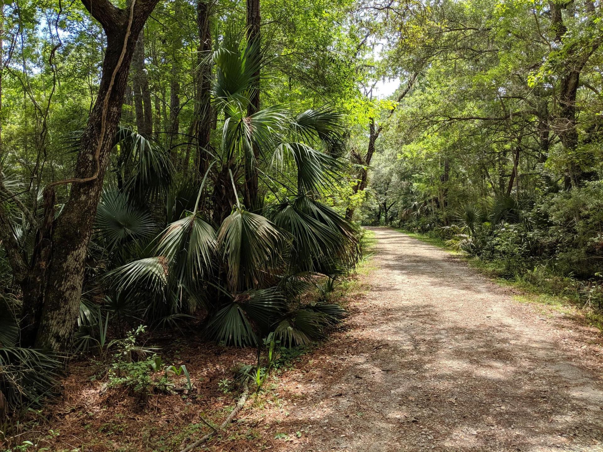 A sun-dappled dirt path winding through a dense forest with palmetto plants.