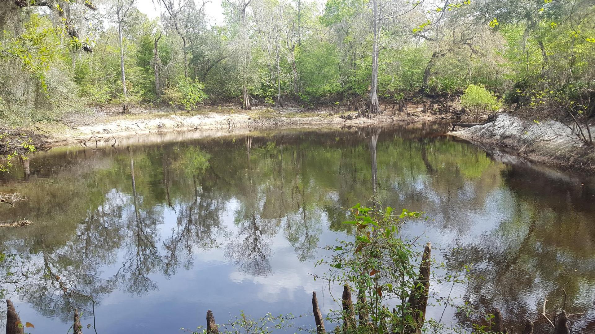 Still water reflecting trees and sky, surrounded by cypress knees and bare banks.