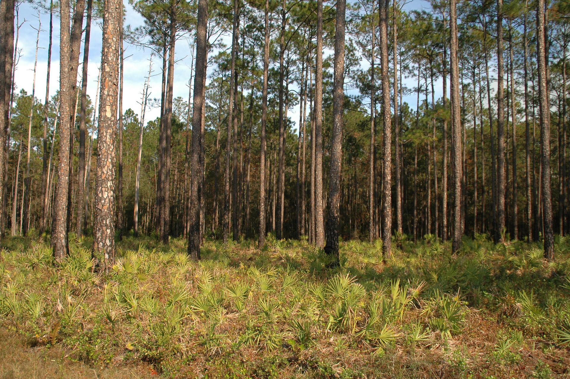 A dense forest of tall pine trees with green undergrowth on a sunny day.