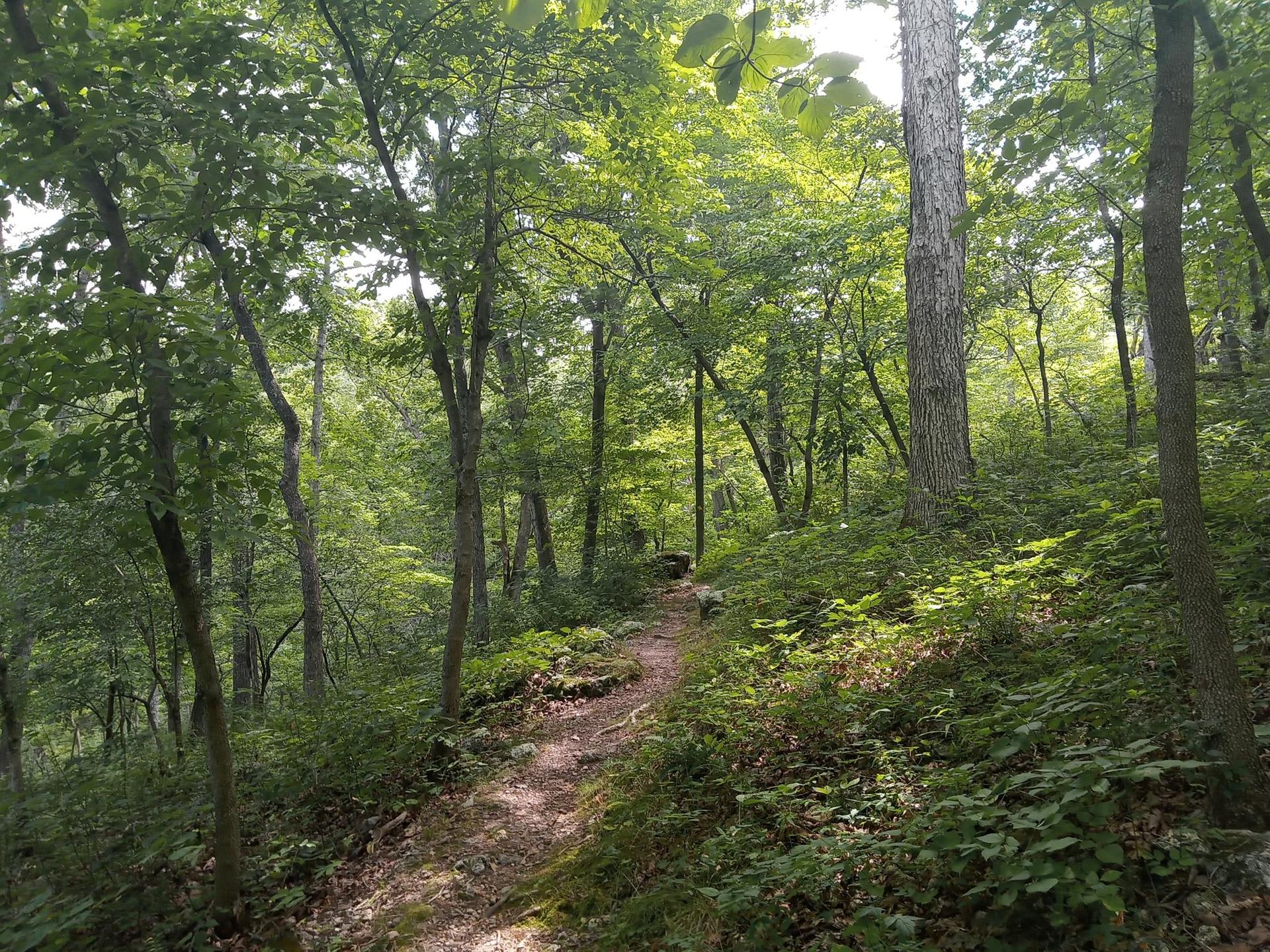 Dappled sunlight illuminates a winding dirt path through a dense green forest.
