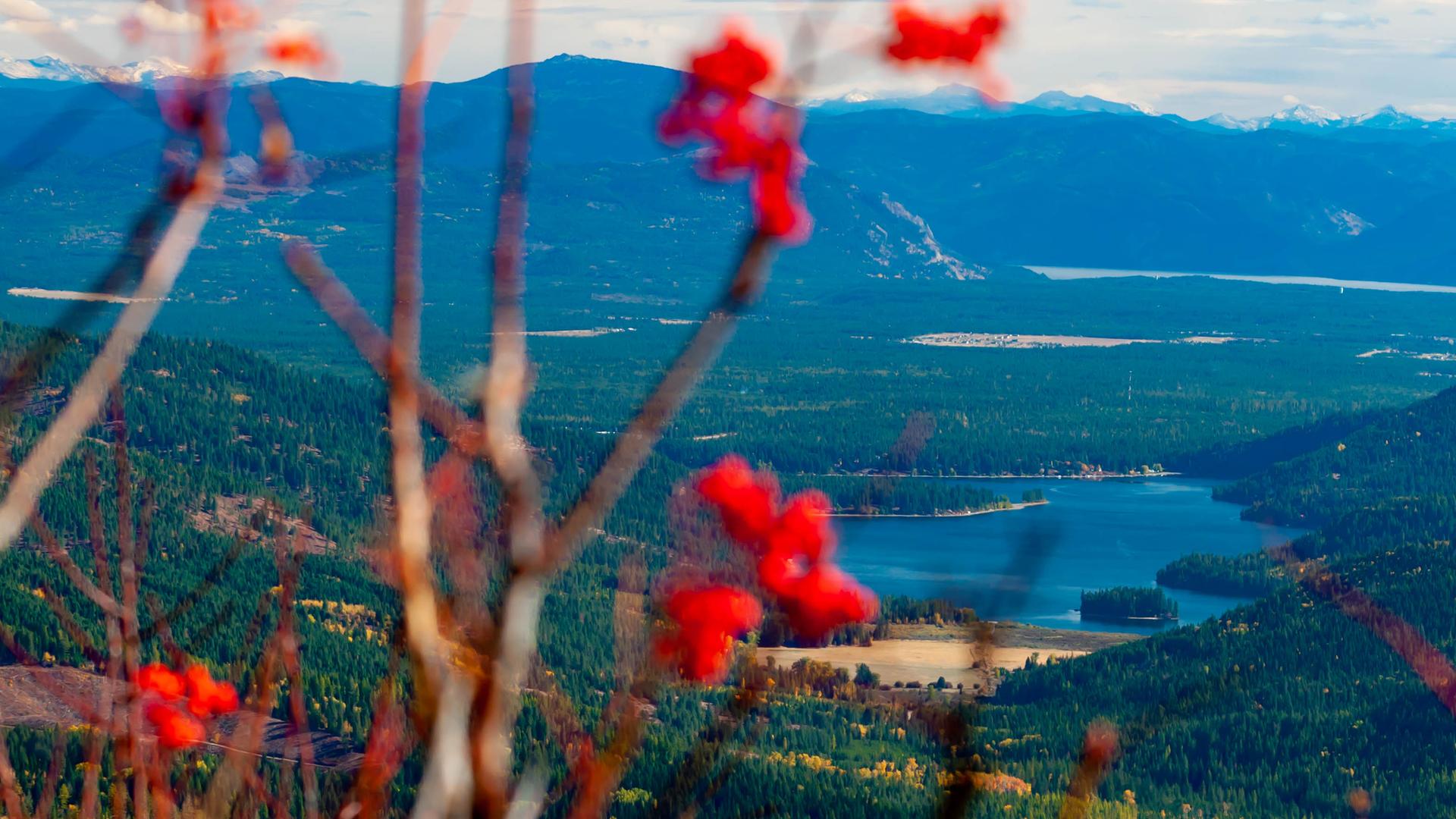 Blurry red berries in foreground, clear view of lakes and mountains beyond.