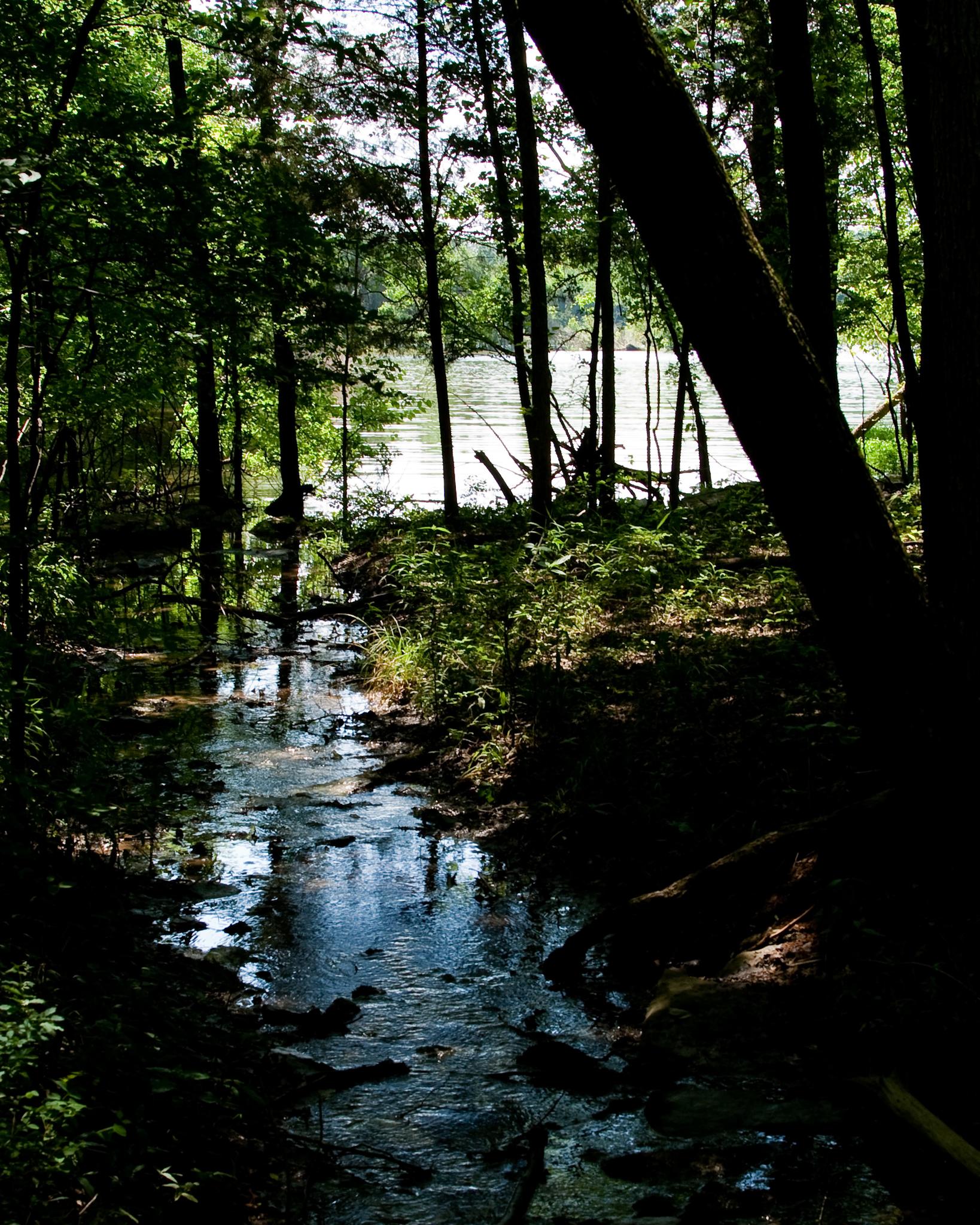 Dark, lush forest with a stream flowing towards a bright lake.