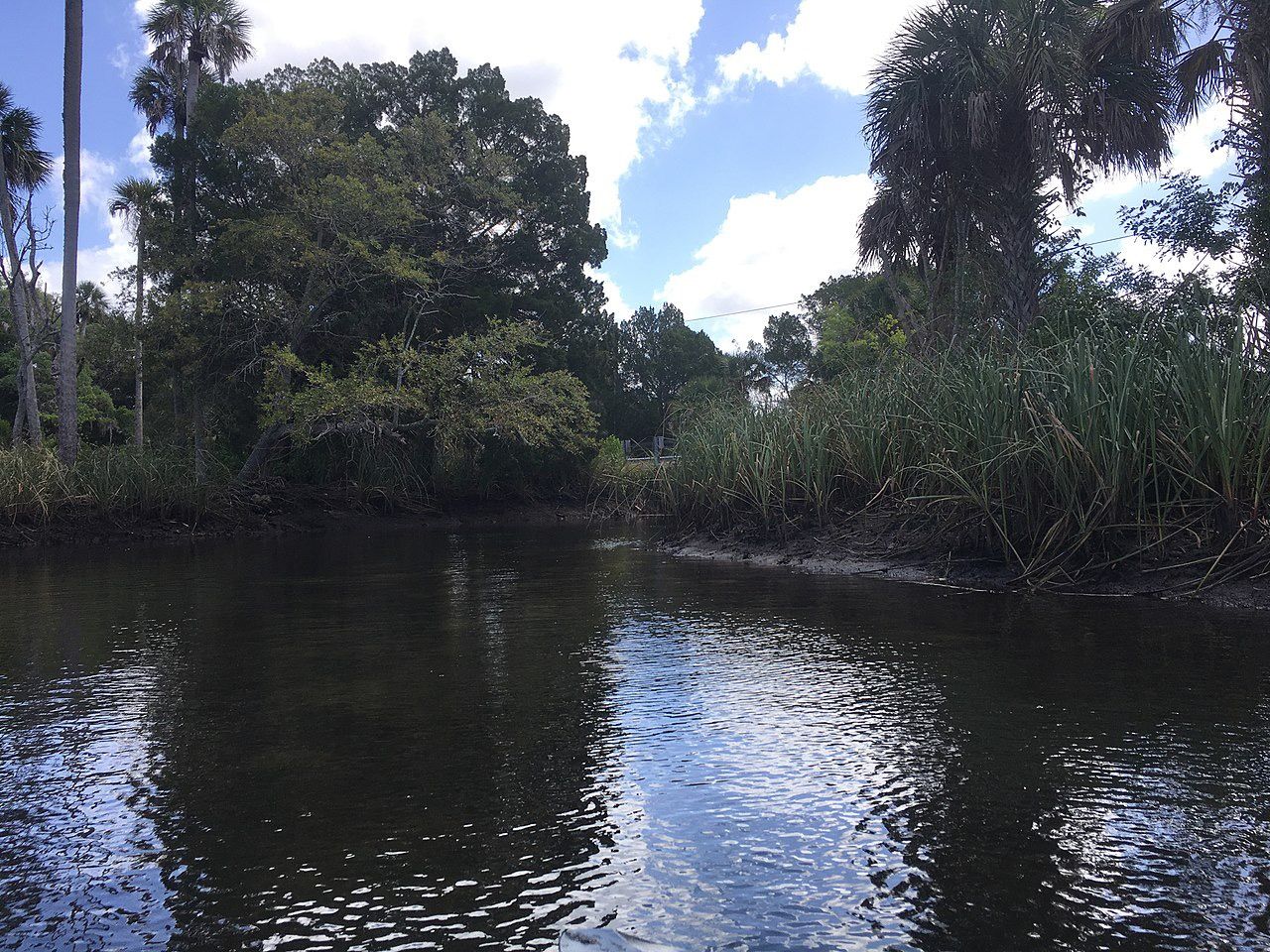 Narrow river with lush green banks, palm trees, and bright sky reflections. - Ozello Trail