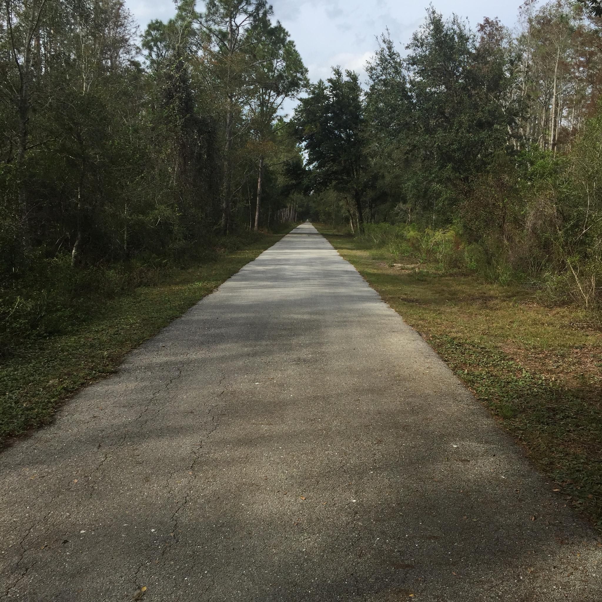 Long, straight paved path through a dense forest on an overcast day. - Van Fleet State Trail